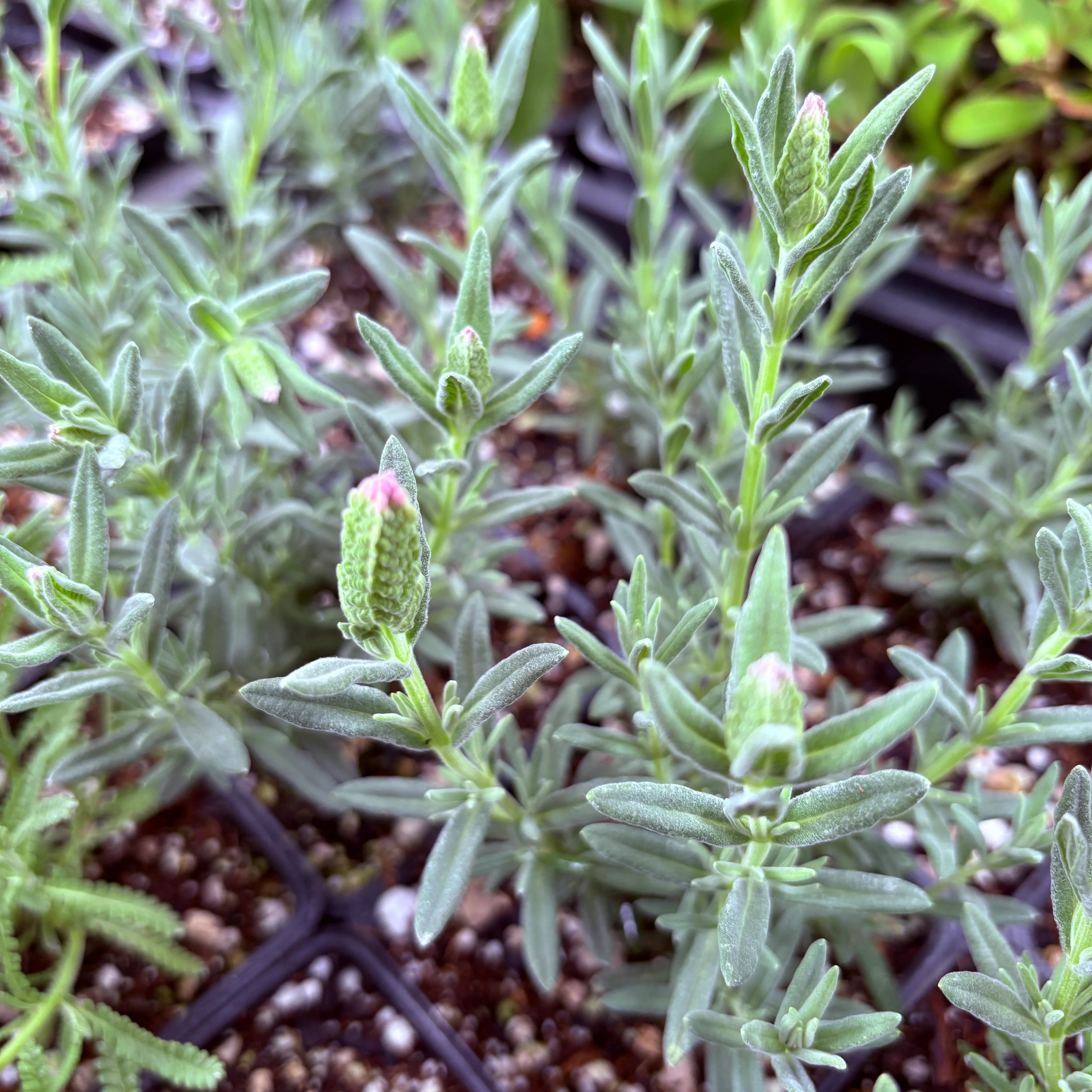 *RETAIL - Lavandula stoechas 'Tickled Pink' - Image 2