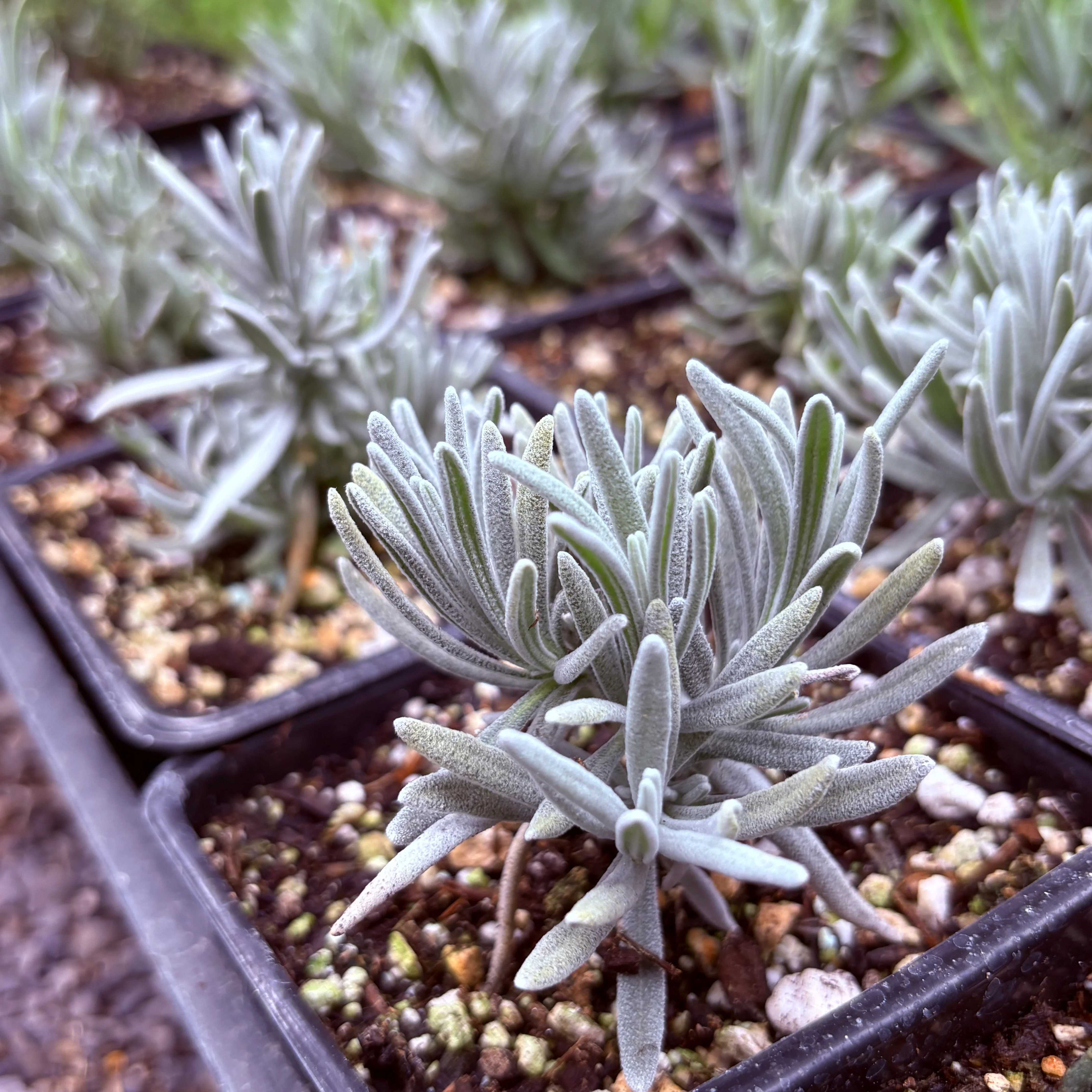 *RETAIL - Lavandula x chaytoriae 'Ana Luisa'