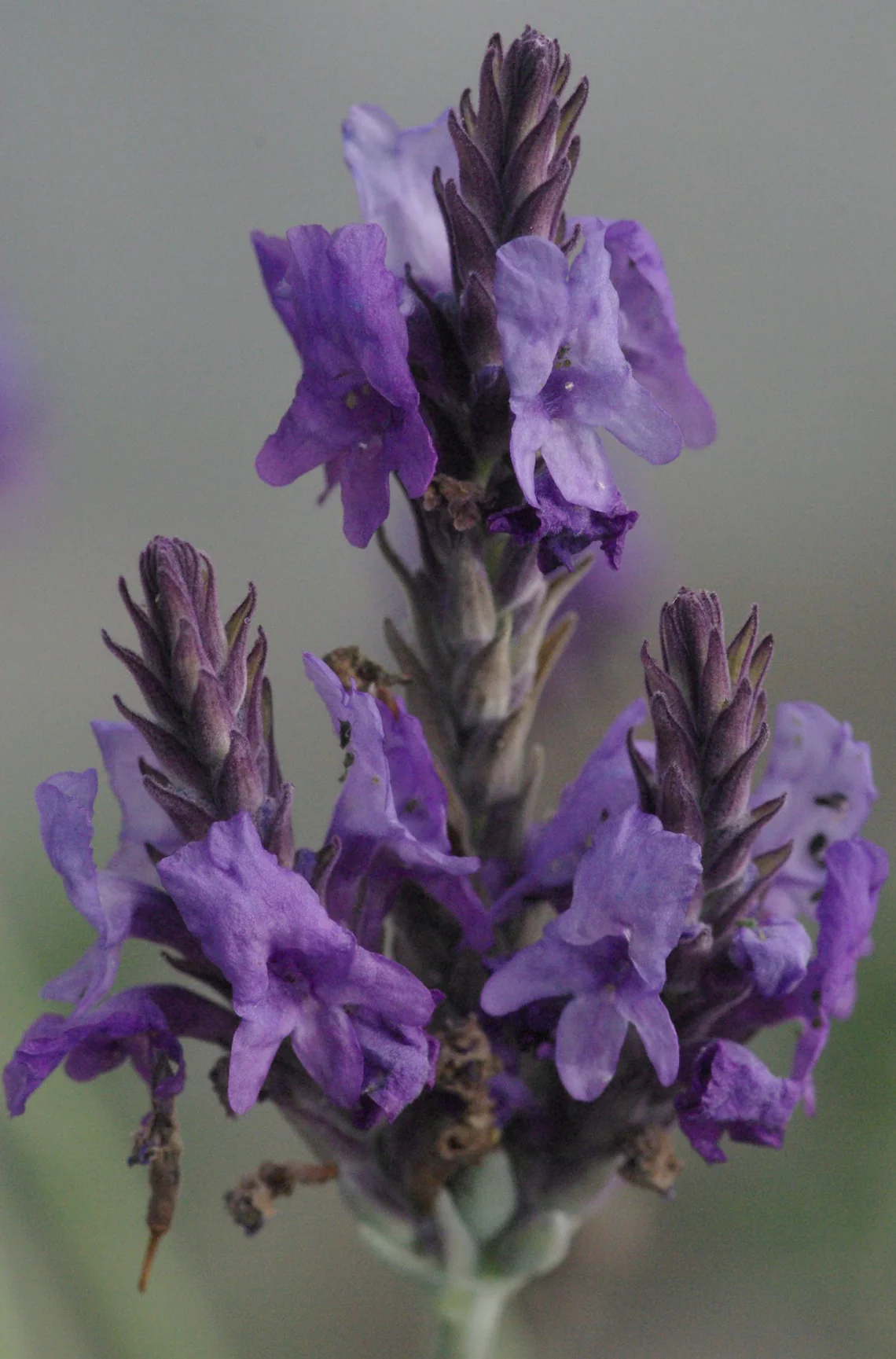 *RETAIL - Lavandula x 'Christiana' - Image 2