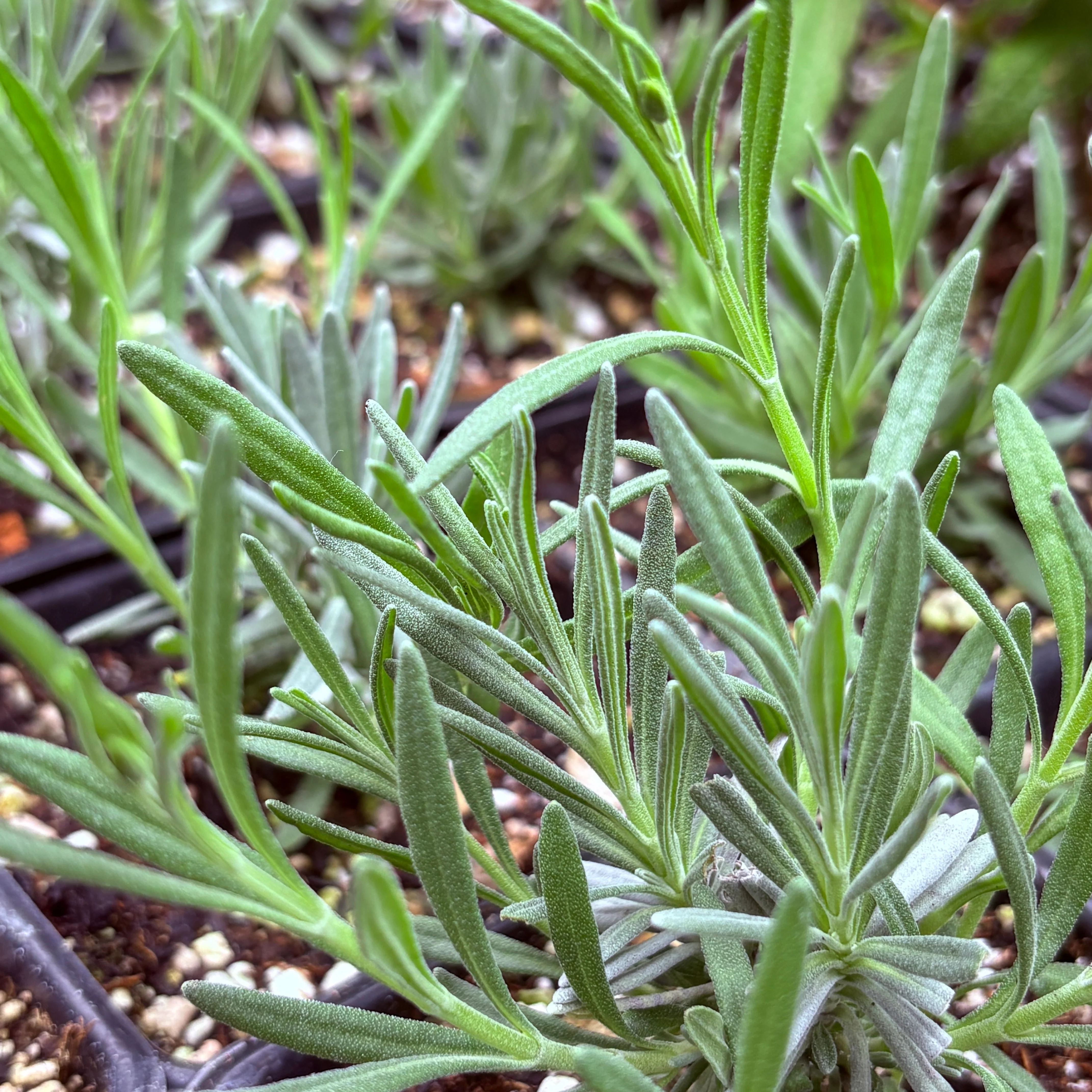 *RETAIL - Lavandula x intermedia 'Riverina Thomas'