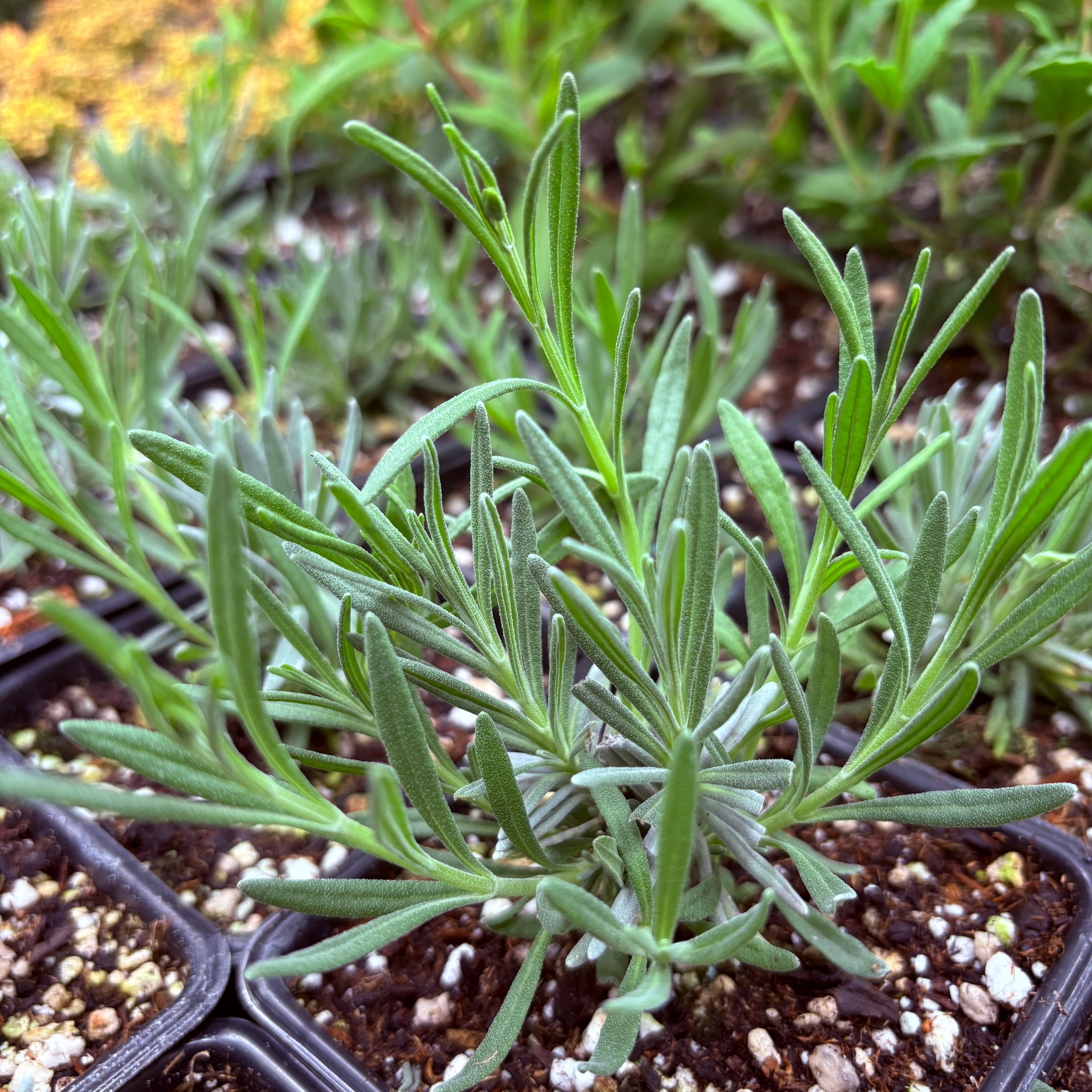 *RETAIL - Lavandula x intermedia 'Riverina Thomas' - Image 2