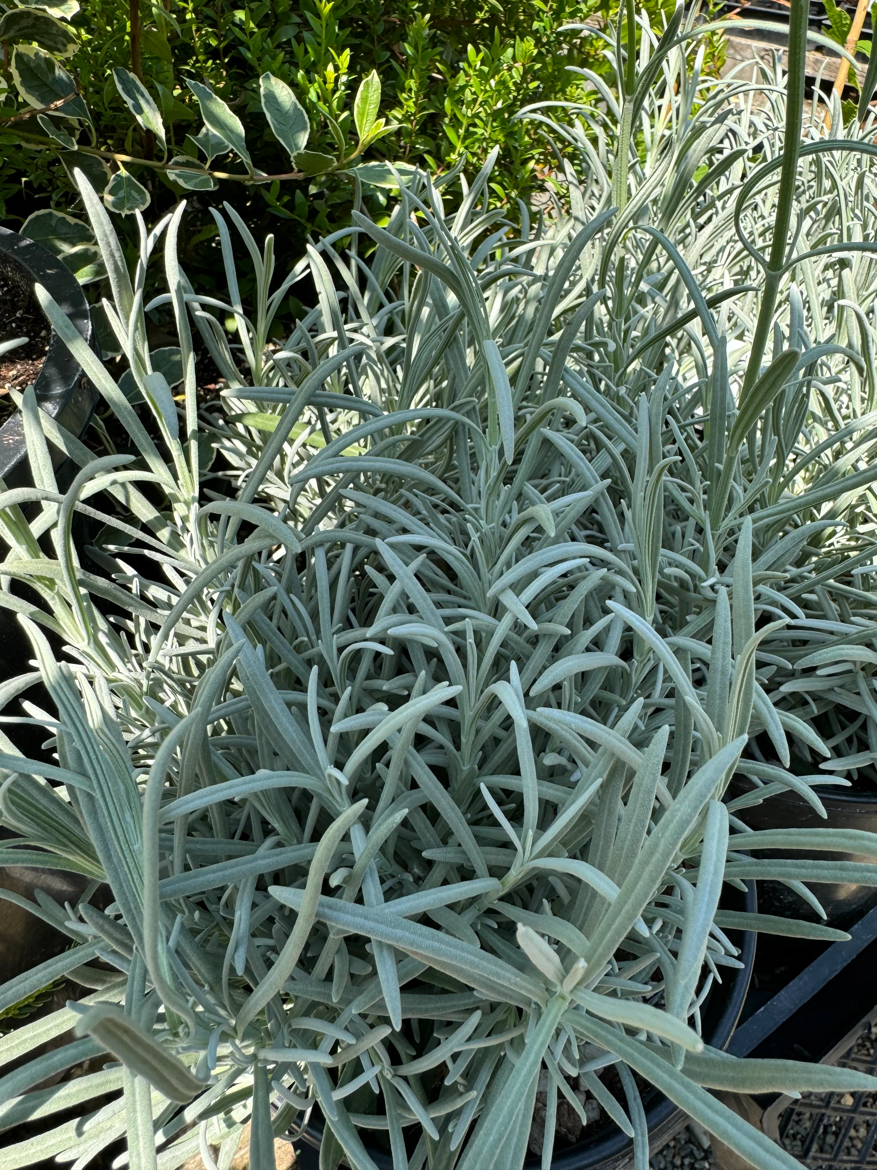 *RETAIL - Lavandula x intermedia 'Sussex' - Image 2