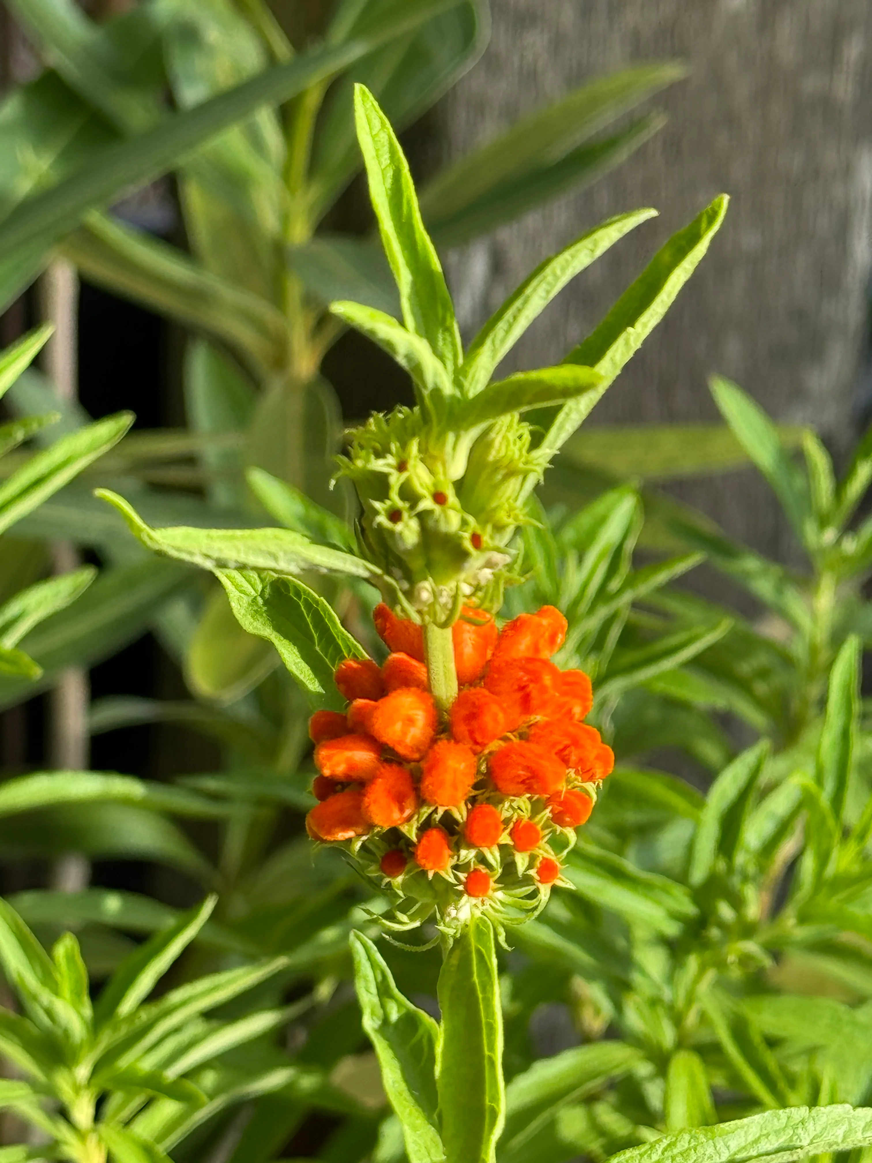 *RETAIL - Leonotis leonurus