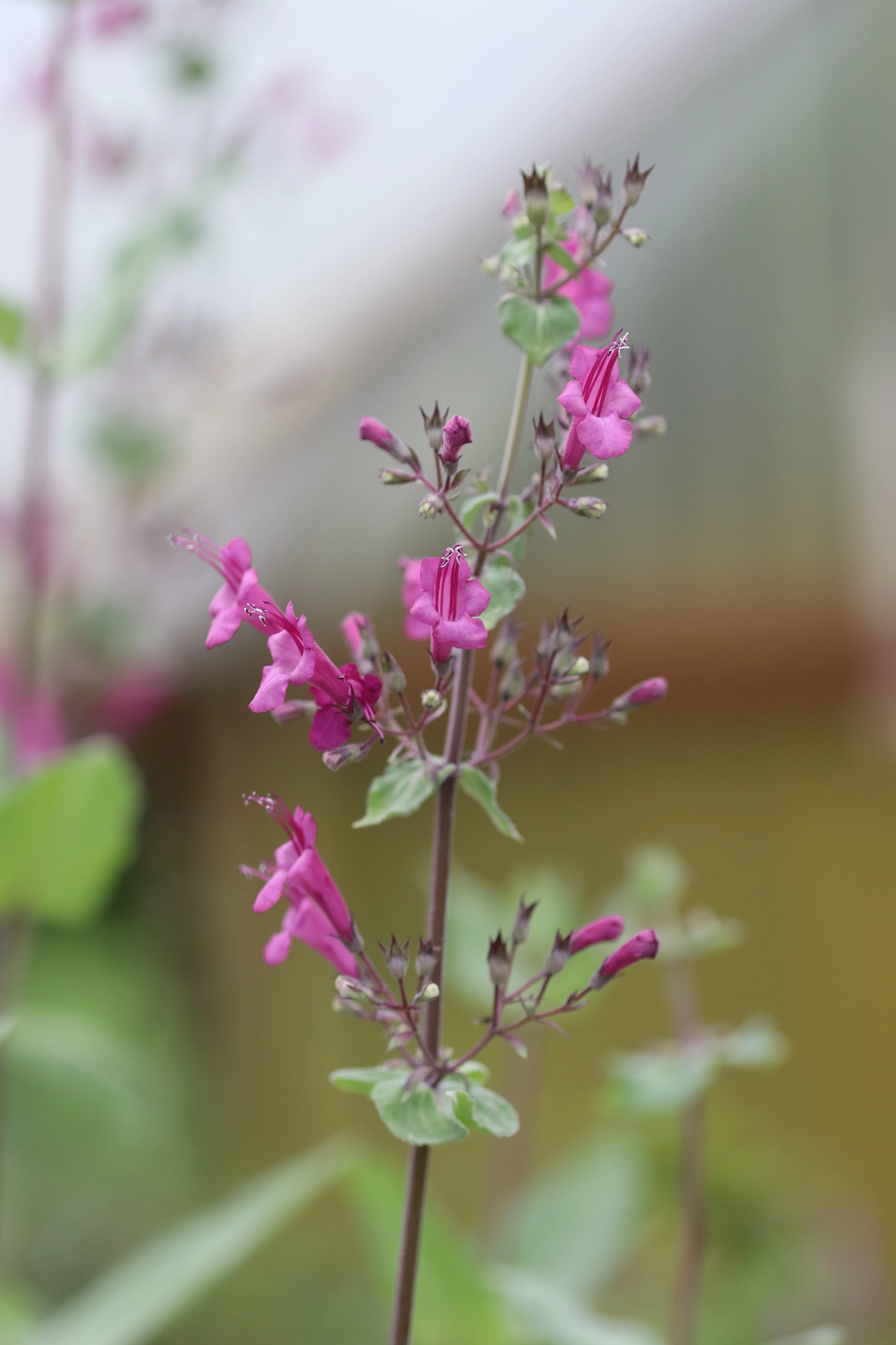 *RETAIL - Lepechinia hastata