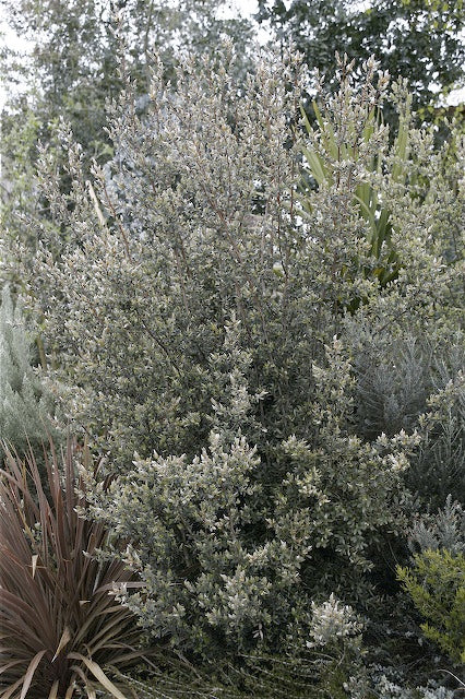 *RETAIL - Leptospermum grandifolium - Image 2