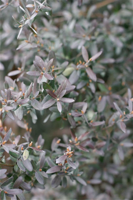 *RETAIL - Leptospermum grandifolium - Image 3