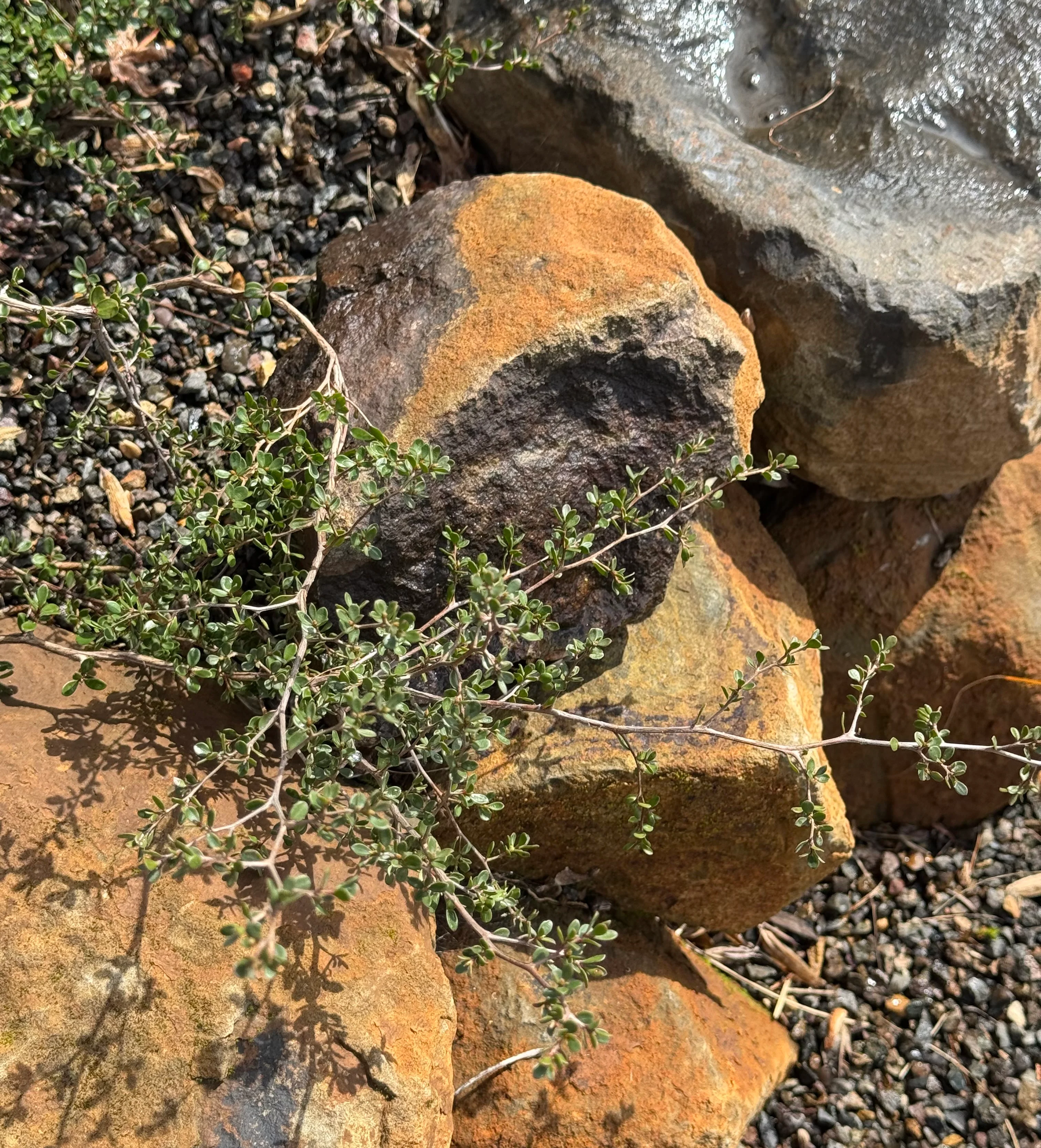 *RETAIL - Leptospermum humifusum 'Squiggly' - Image 2