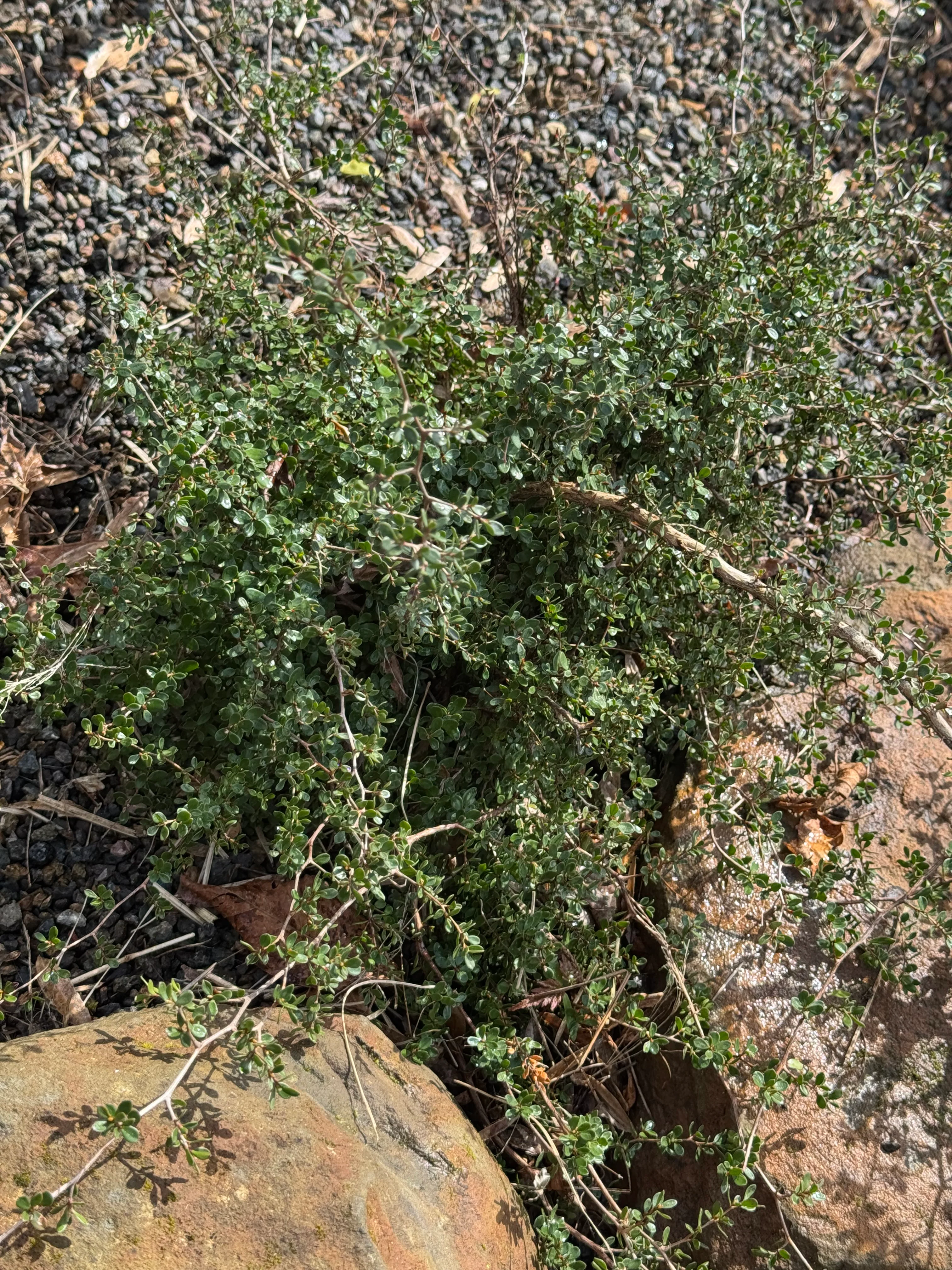 *RETAIL - Leptospermum humifusum 'Squiggly' - Image 3
