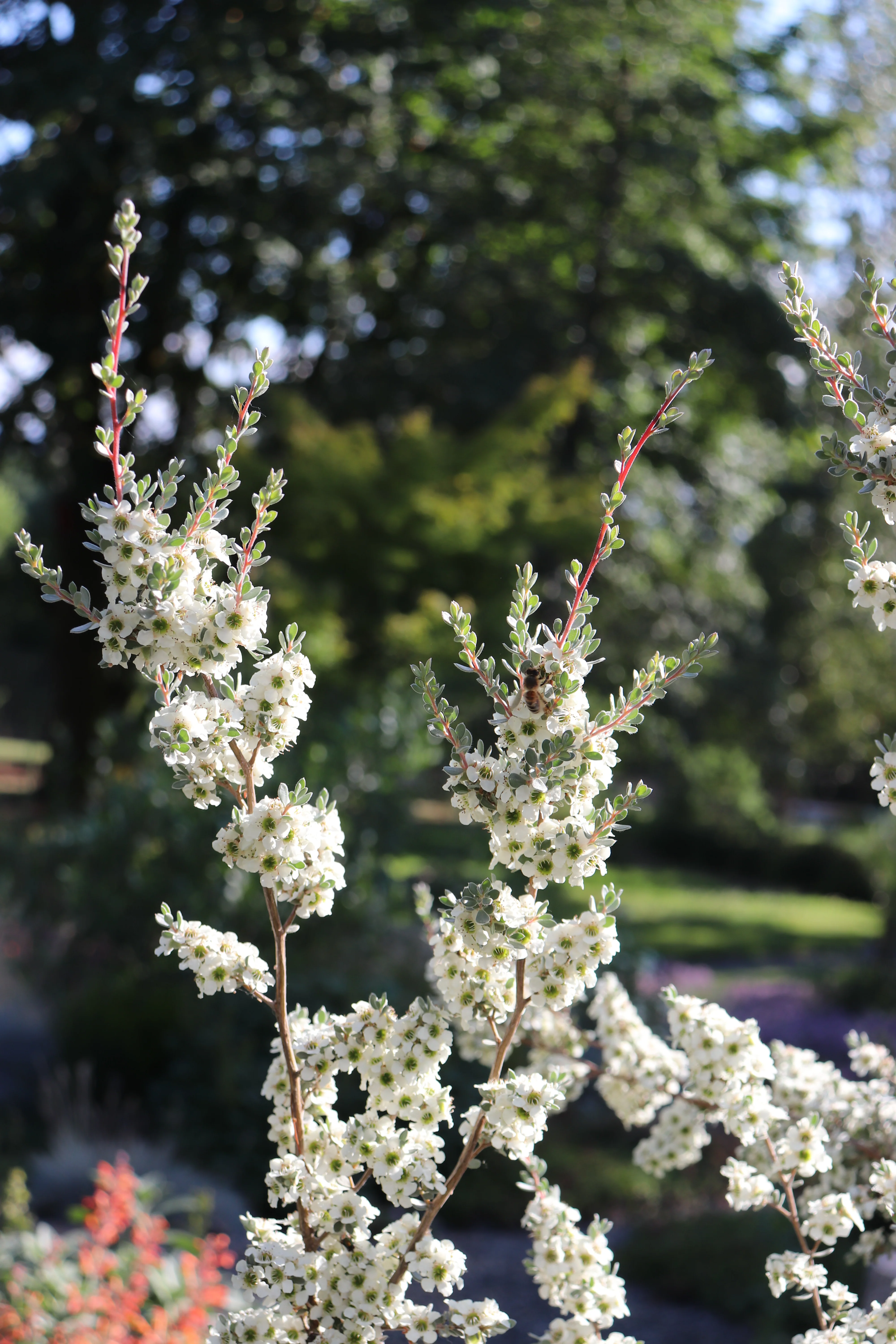 *RETAIL - Leptospermum lanigerum - Image 2