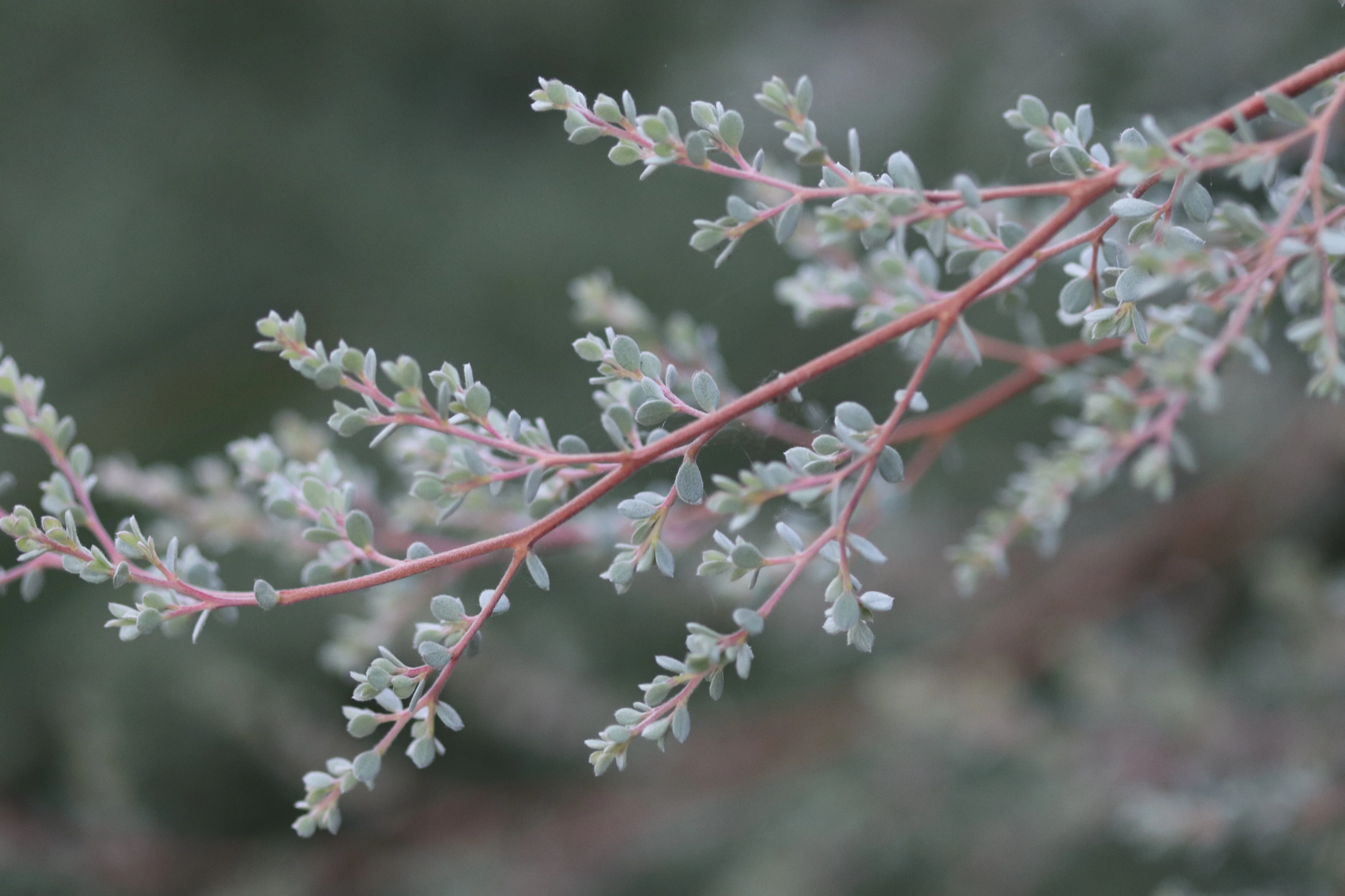 *RETAIL - Leptospermum lanigerum - Image 3