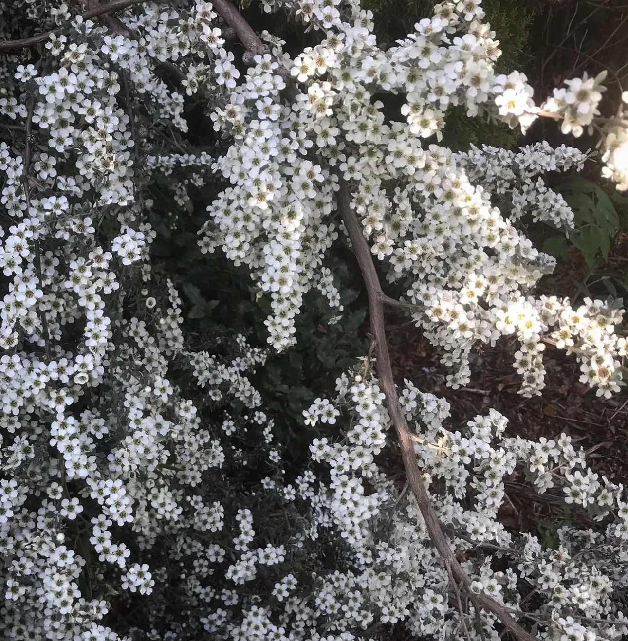 *RETAIL - Leptospermum lanigerum [silver form] - Image 2