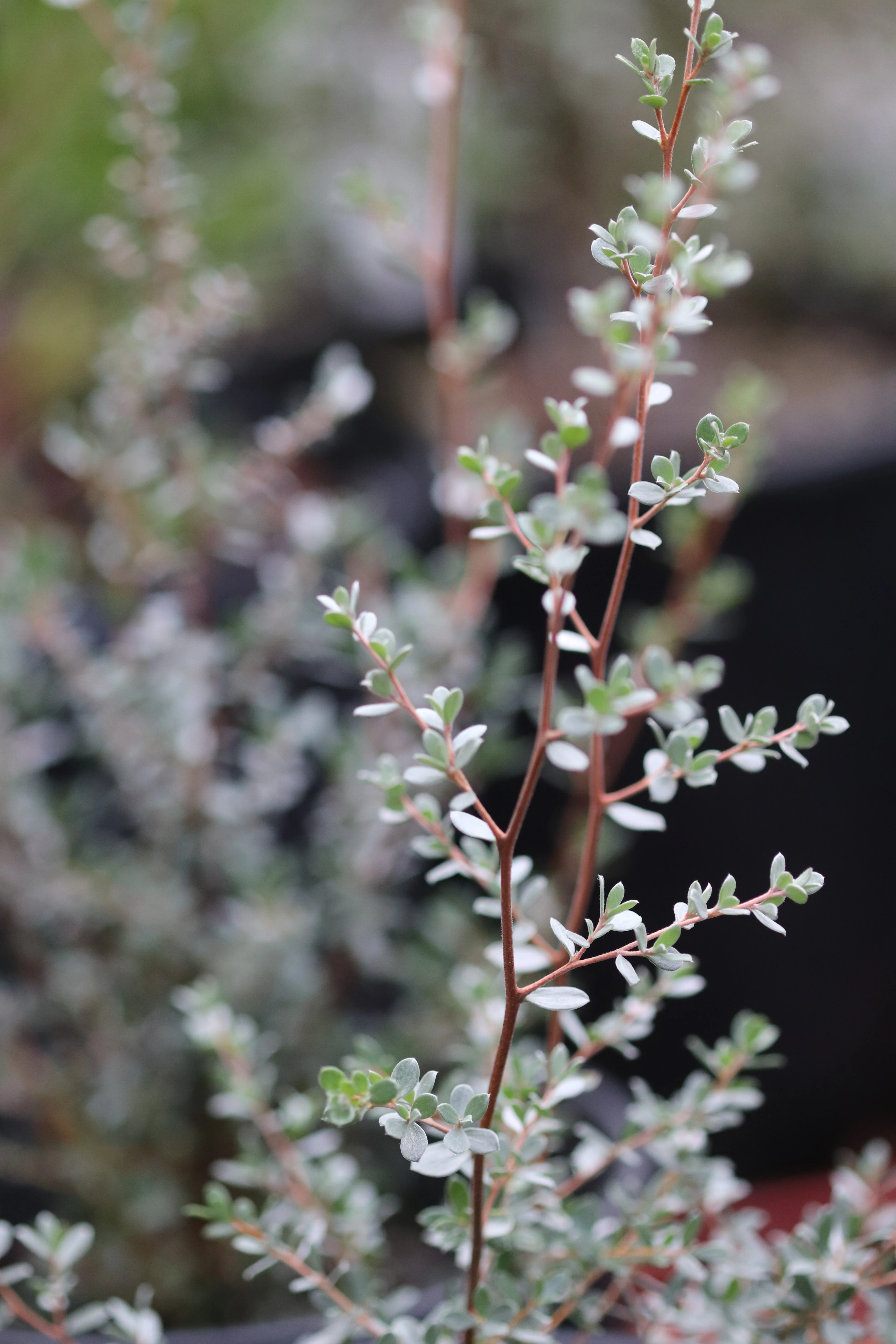 *RETAIL - Leptospermum lanigerum [silver form] - Image 3