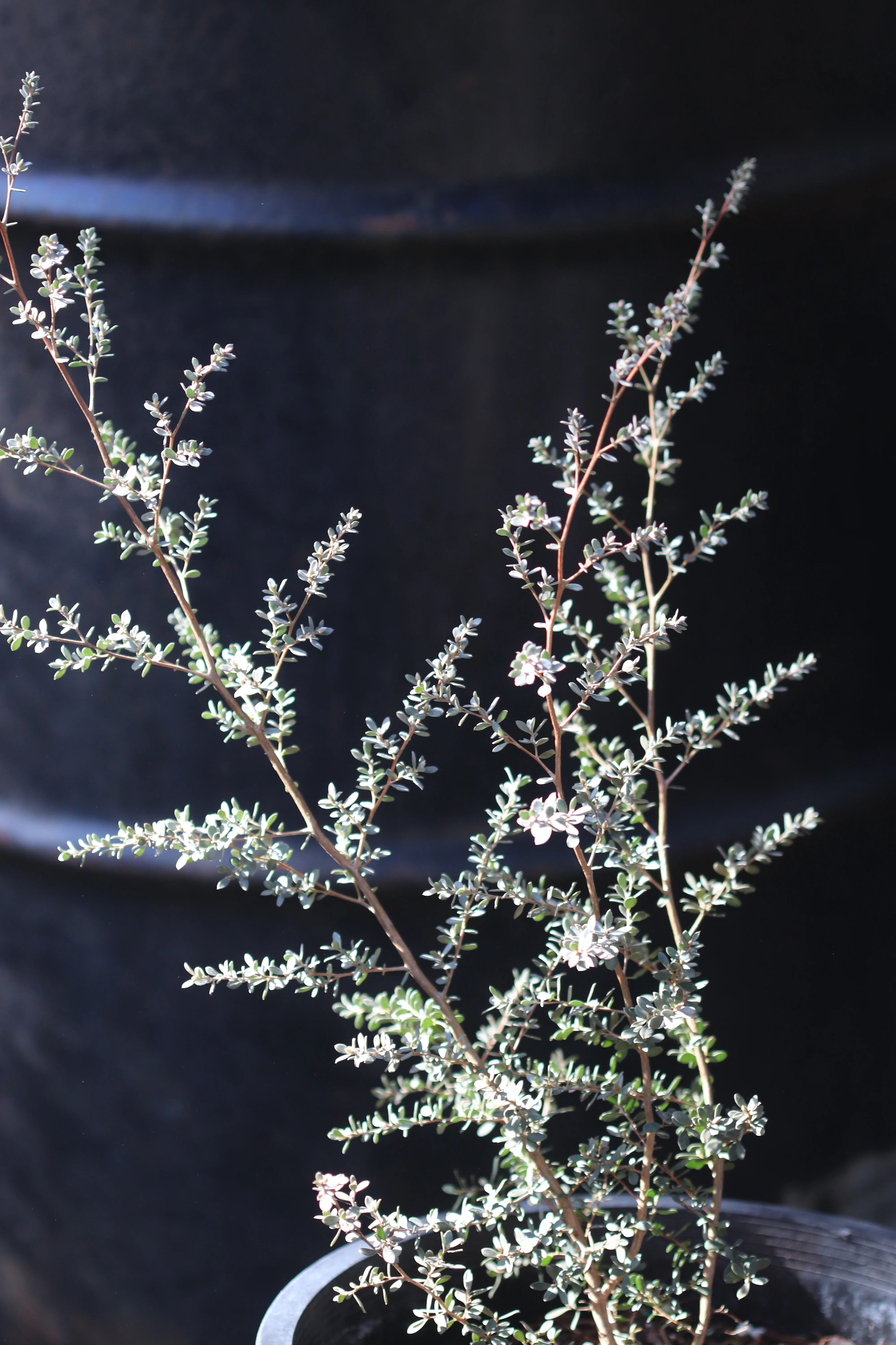 *RETAIL - Leptospermum lanigerum [silver form] - Image 4
