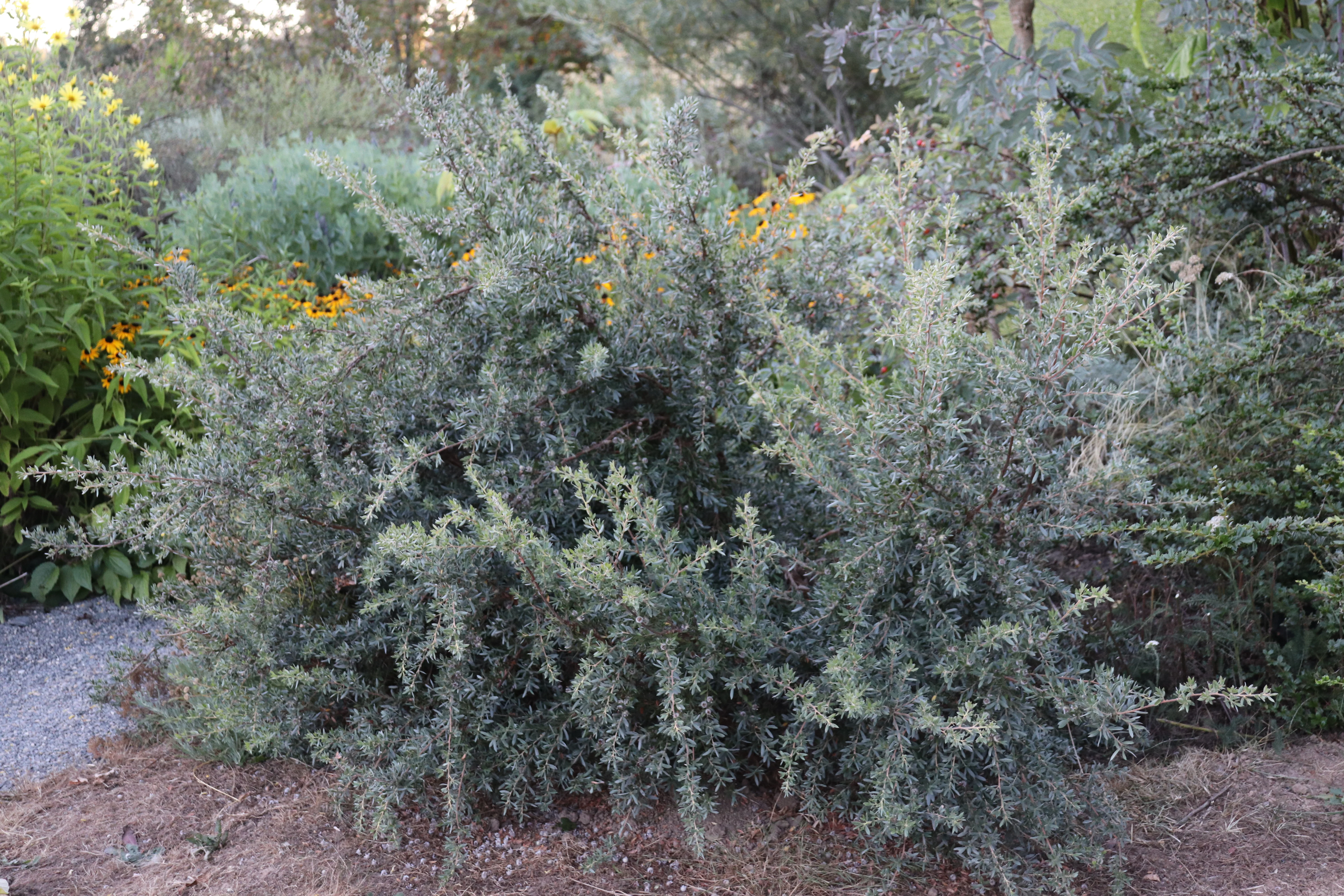 *RETAIL - Leptospermum namadgiensis - Image 2