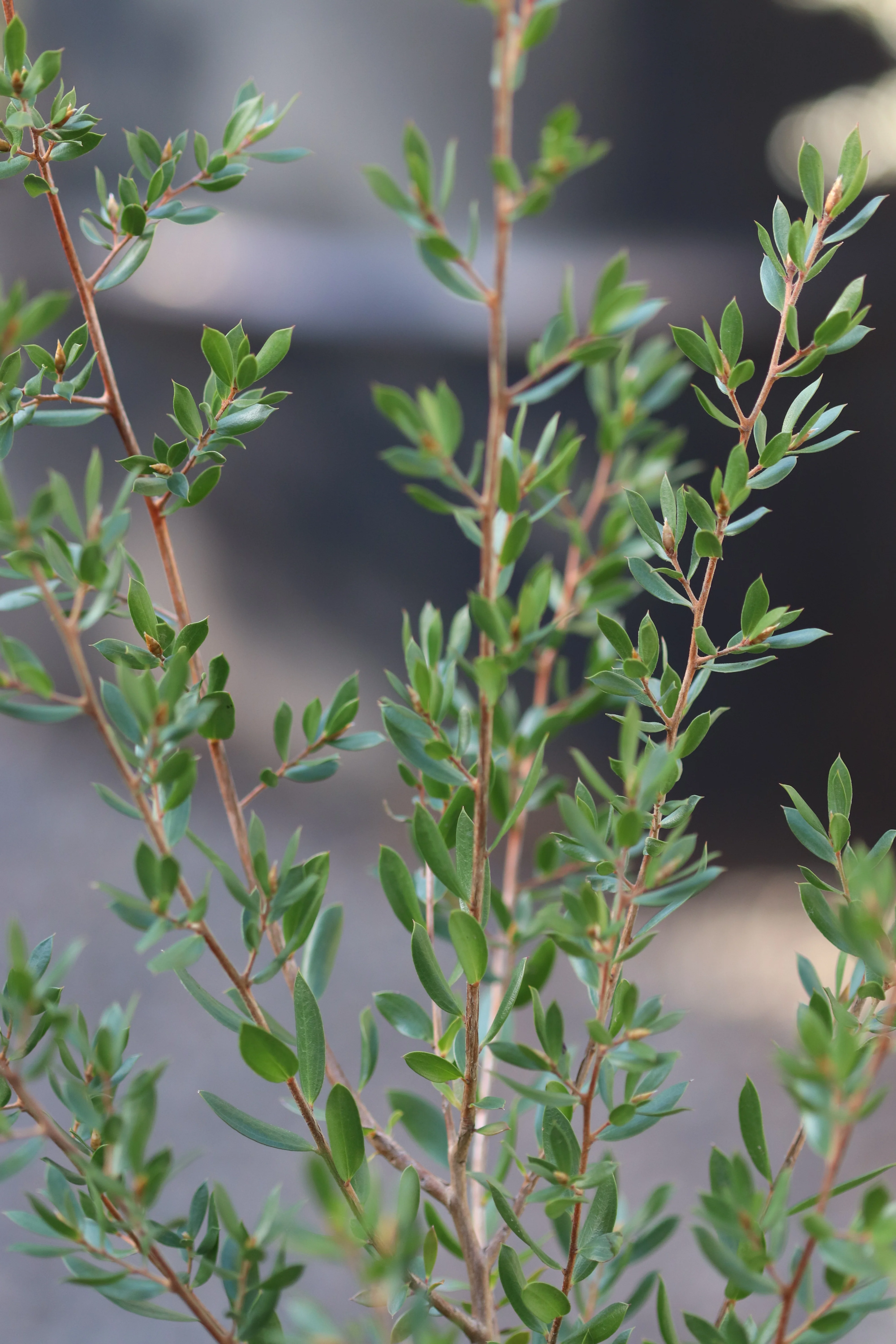 *RETAIL - Leptospermum namadgiensis - Image 3