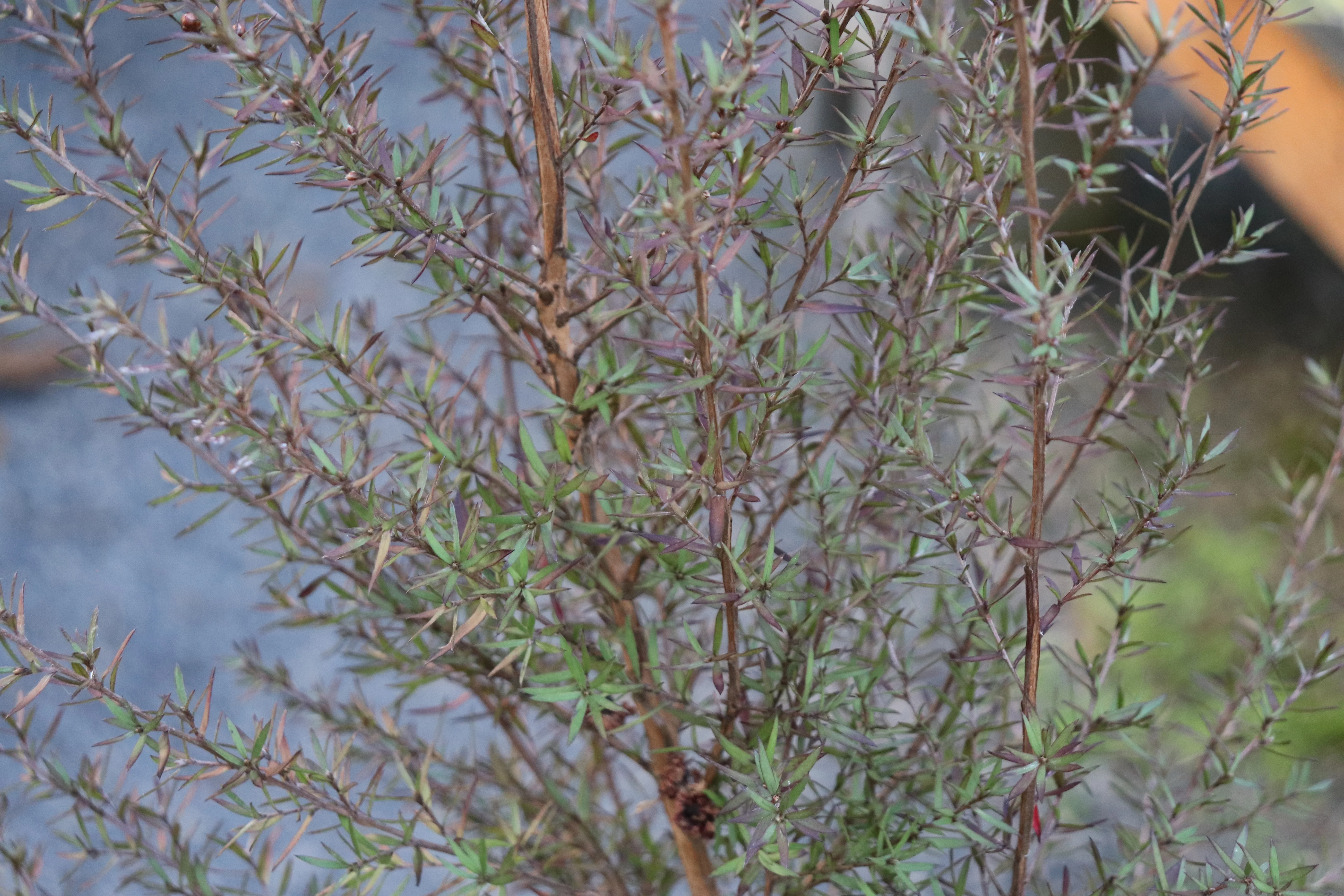 *RETAIL - Leptospermum scoparium 'Ruby Glow' - Image 2