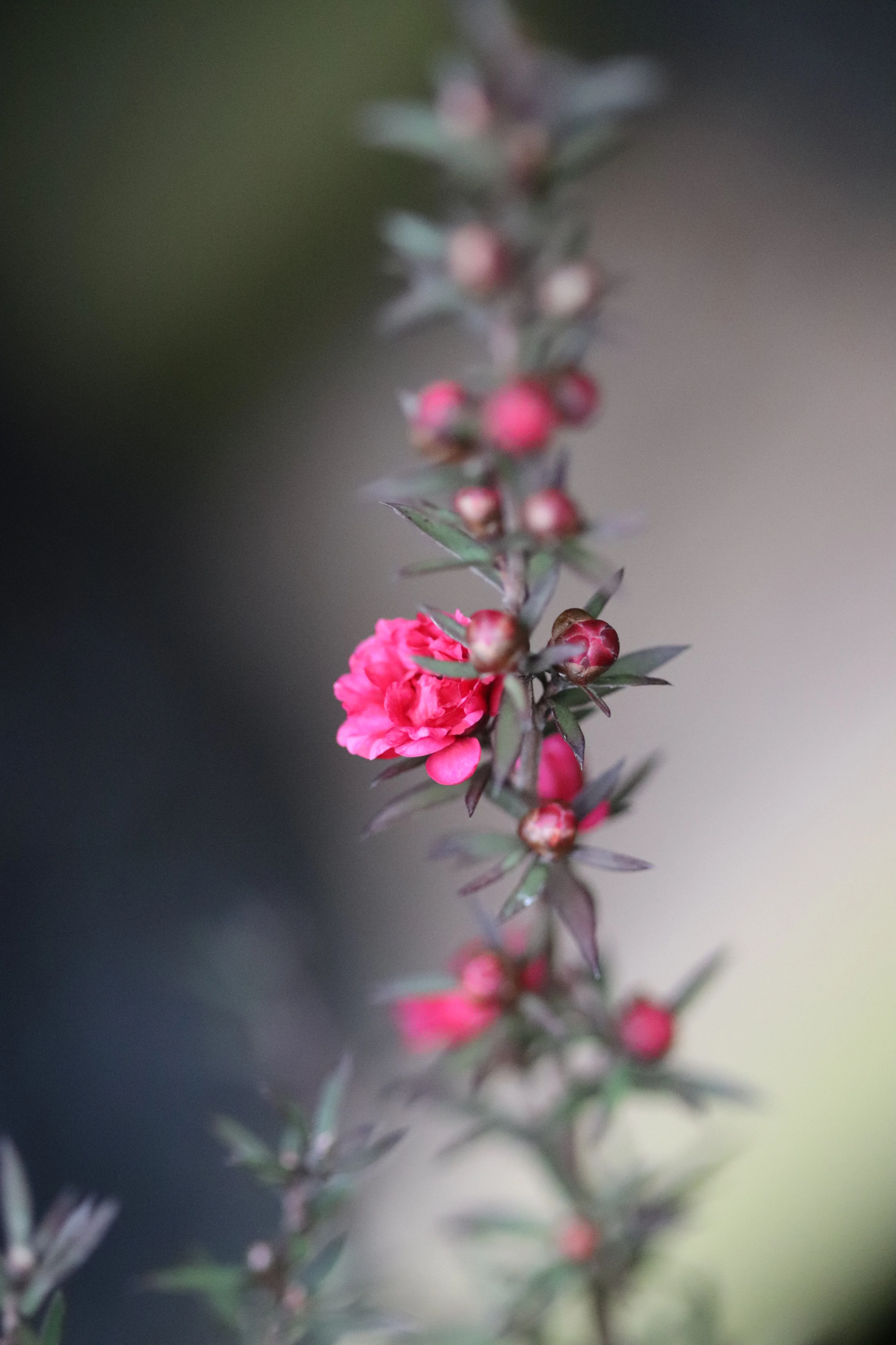 *RETAIL - Leptospermum scoparium 'Ruby Glow' - Image 3