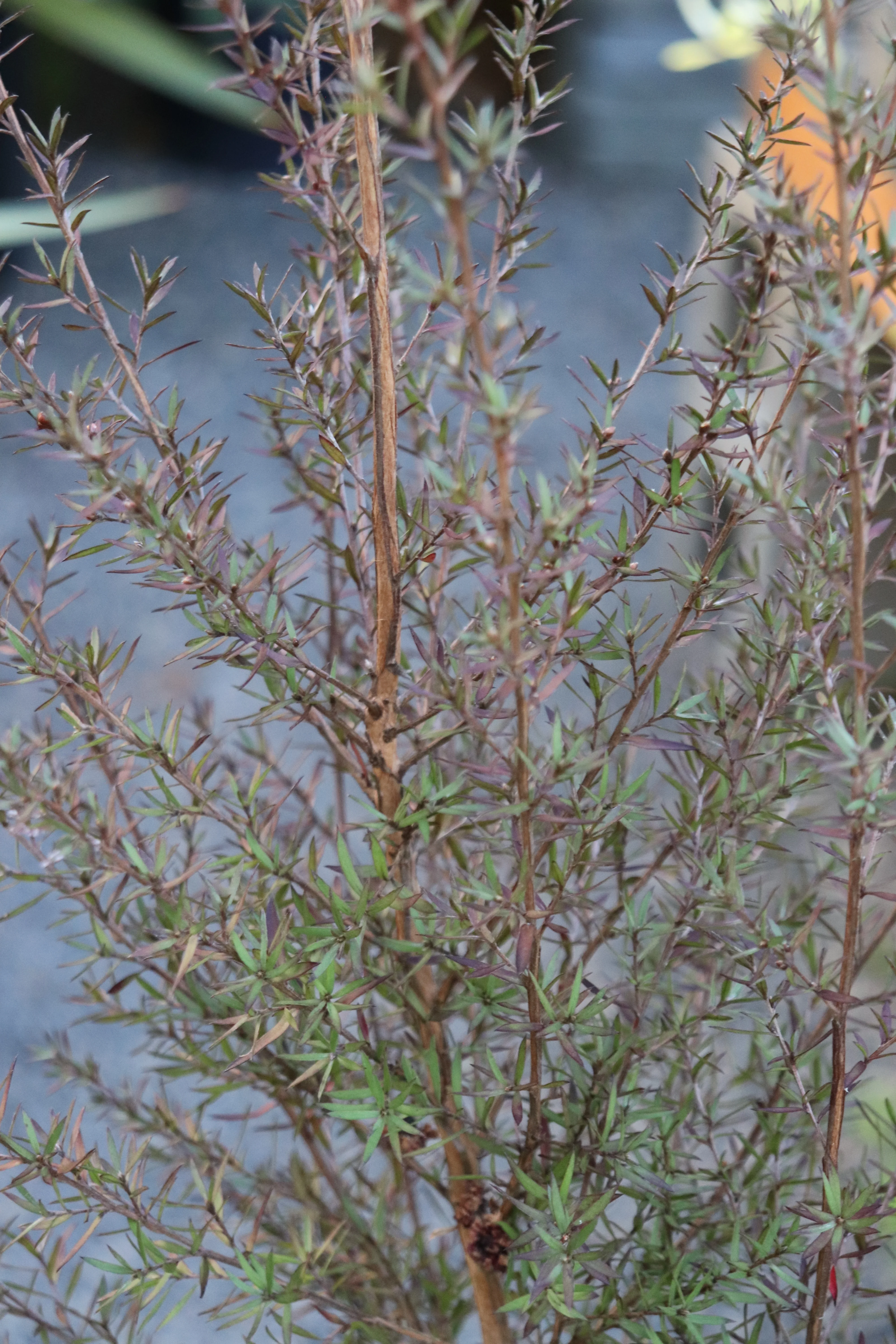 *RETAIL - Leptospermum scoparium 'Ruby Glow' - Image 4