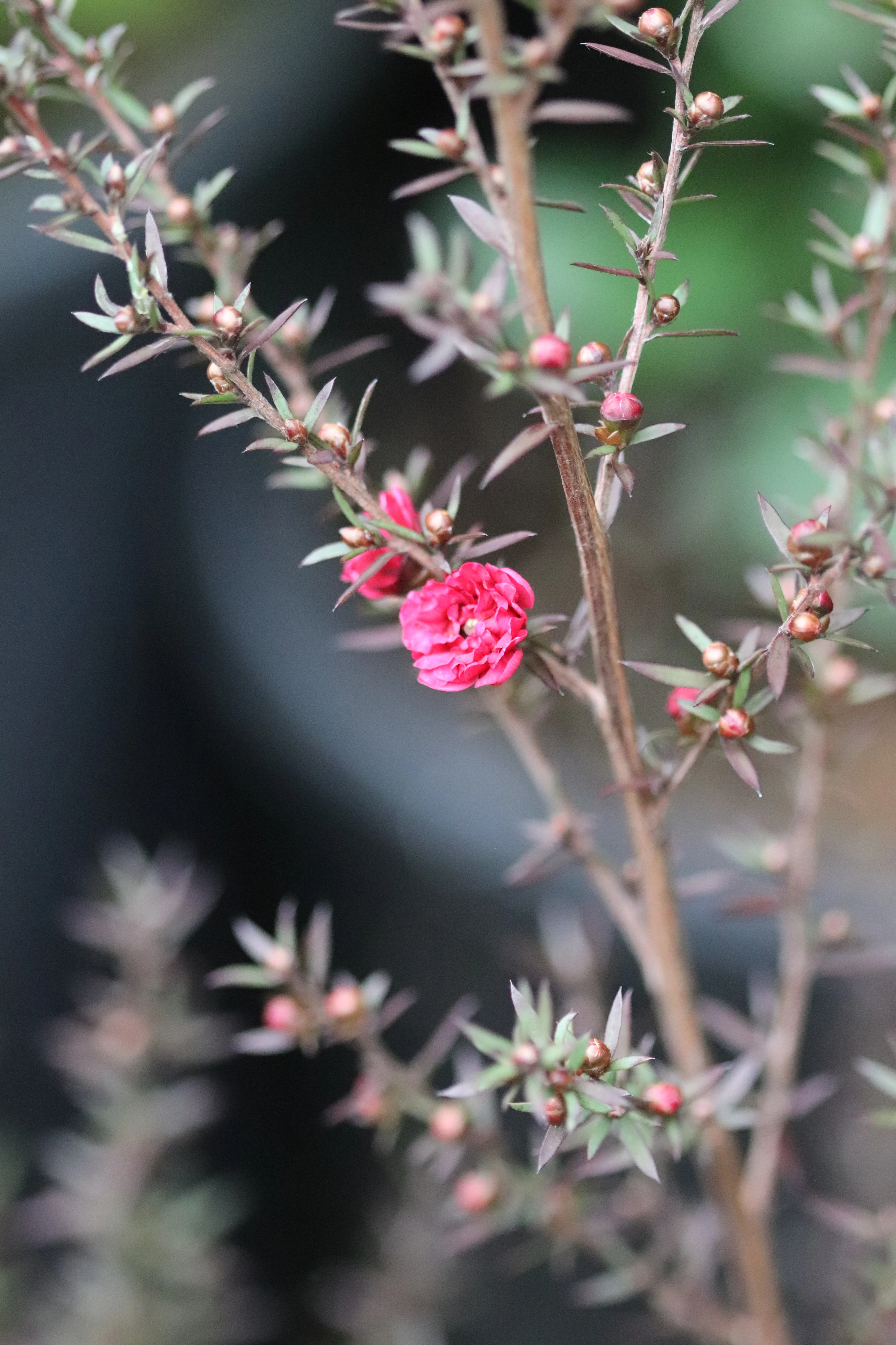 *RETAIL - Leptospermum scoparium 'Ruby Glow' - Image 5