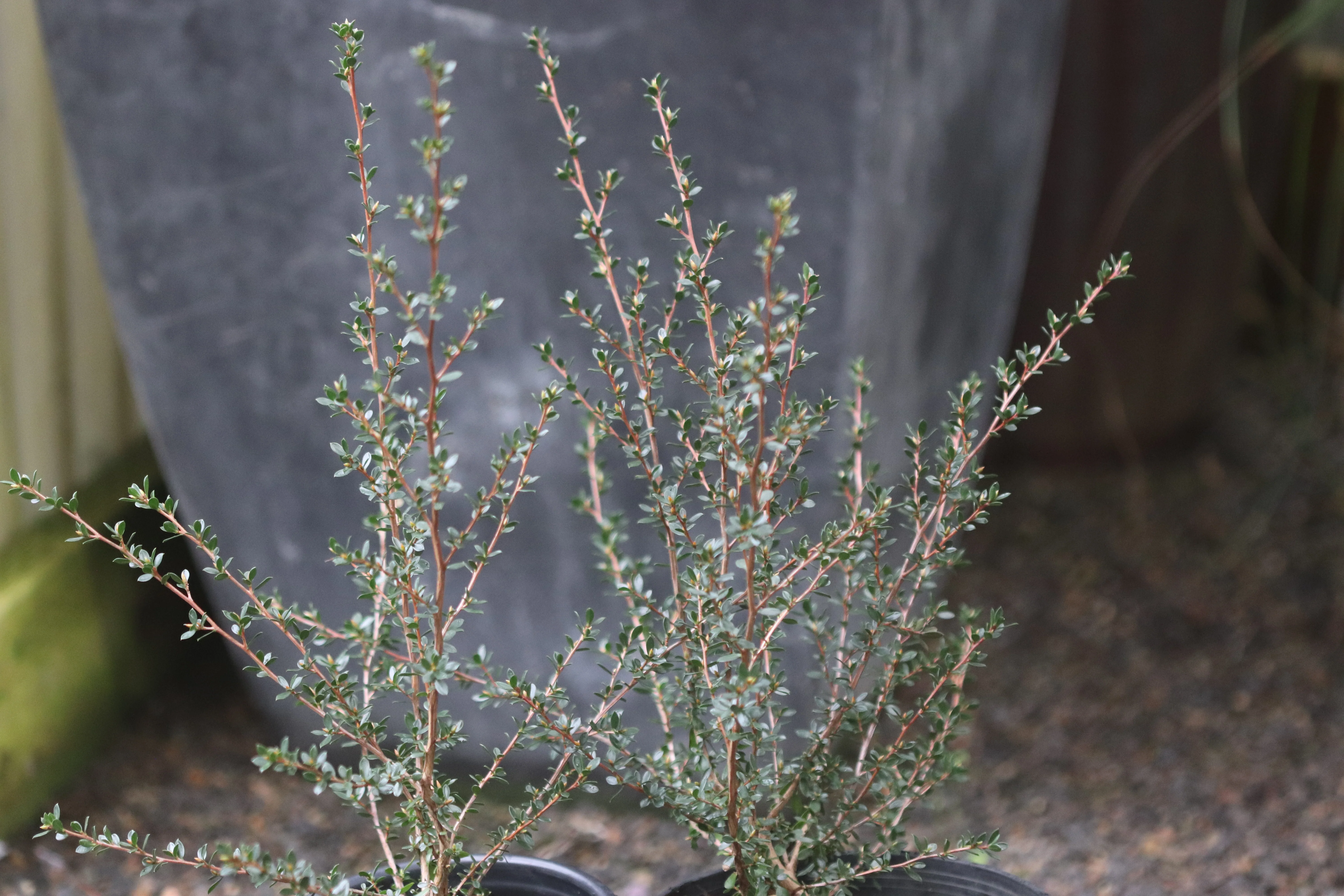 *RETAIL - Leptospermum rupestre 'Highland Pink' - Image 2