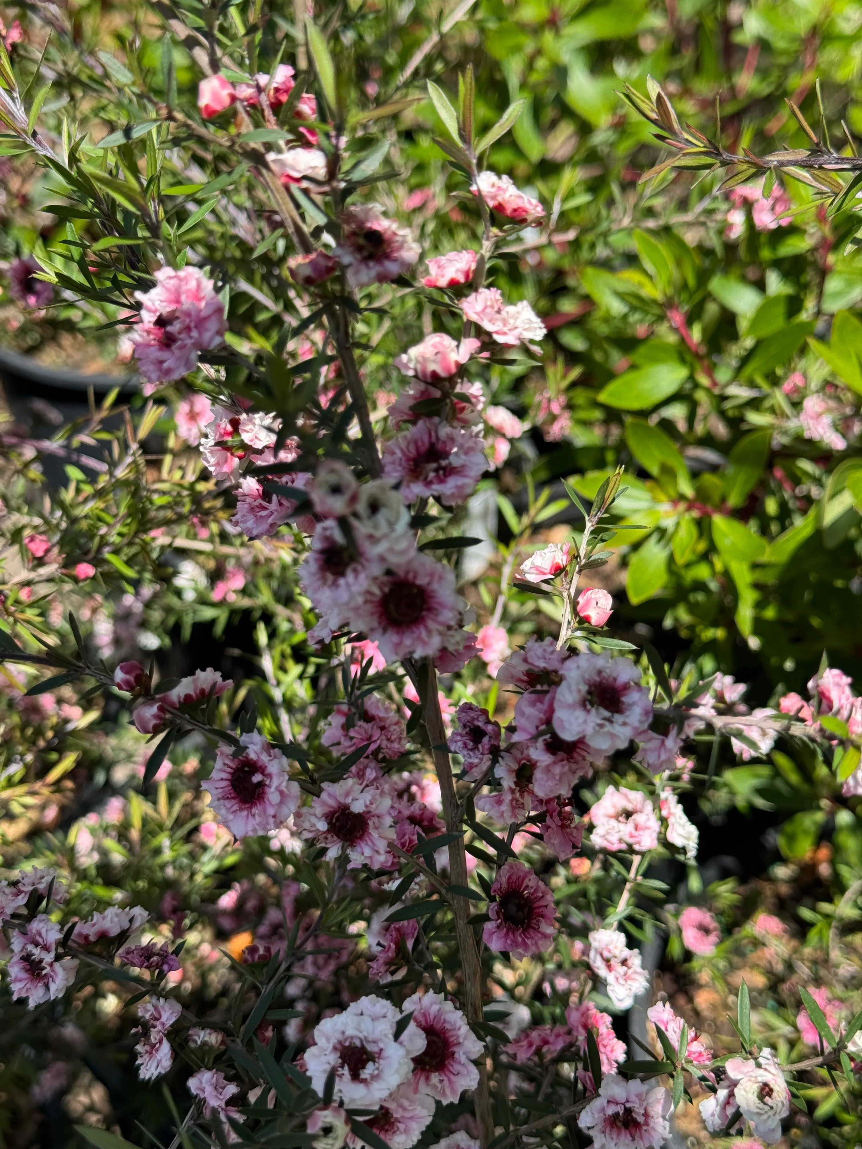 *RETAIL - Leptospermum scoparium 'Martini' - Image 2
