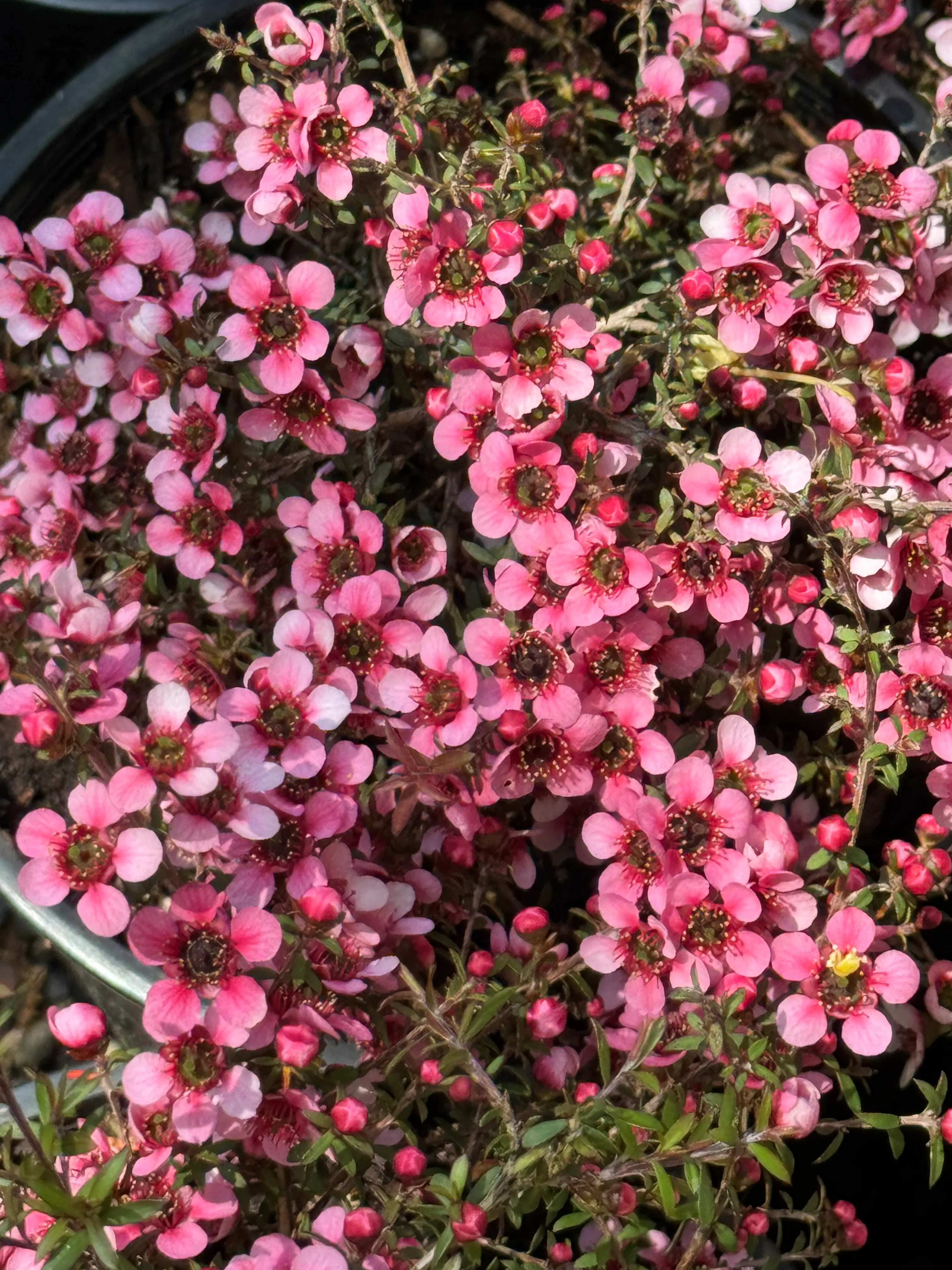 *RETAIL - Leptospermum scoparium 'Nanum Ruru' - Image 2