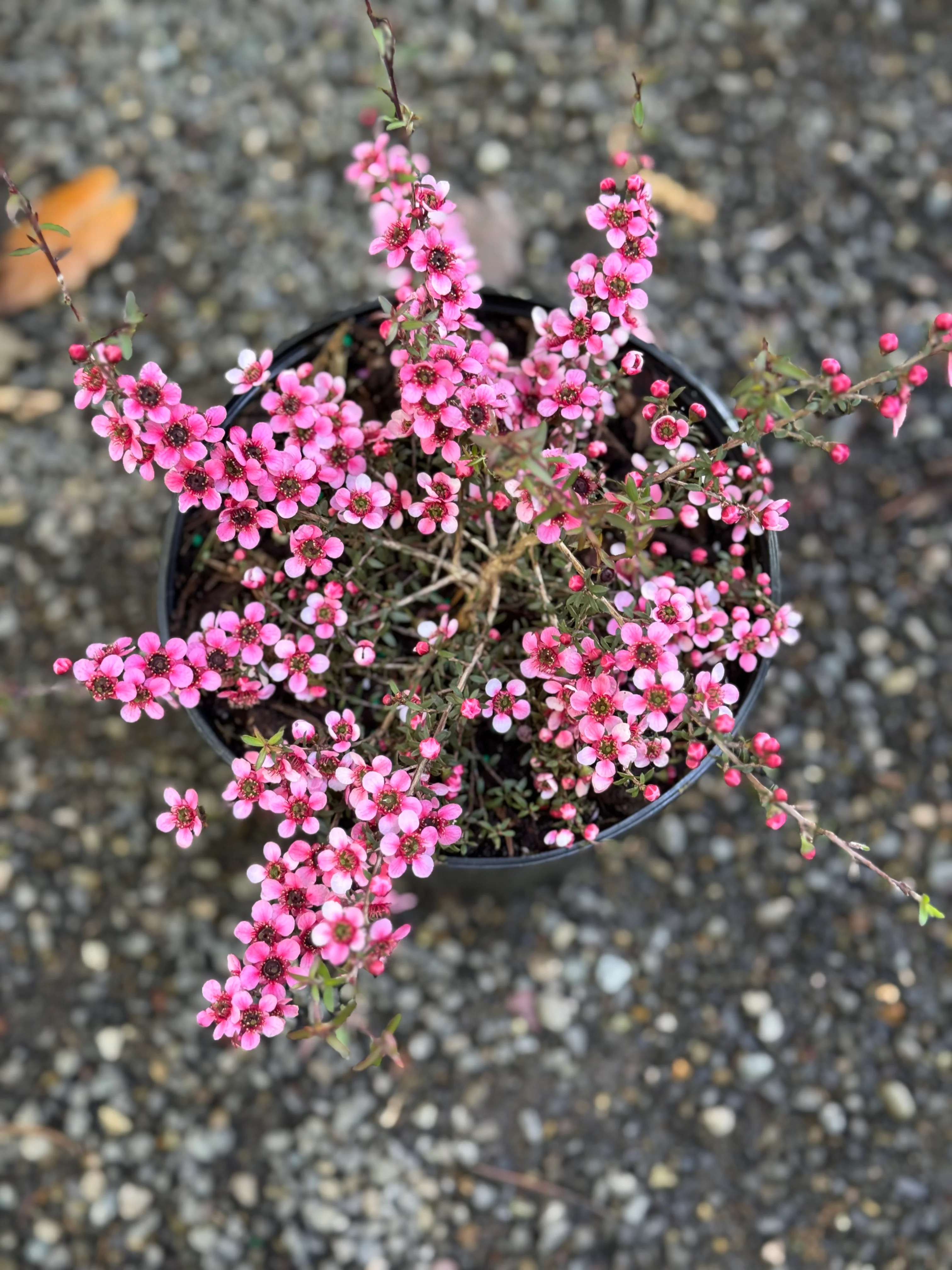 *RETAIL - Leptospermum scoparium 'Nanum Ruru' - Image 3