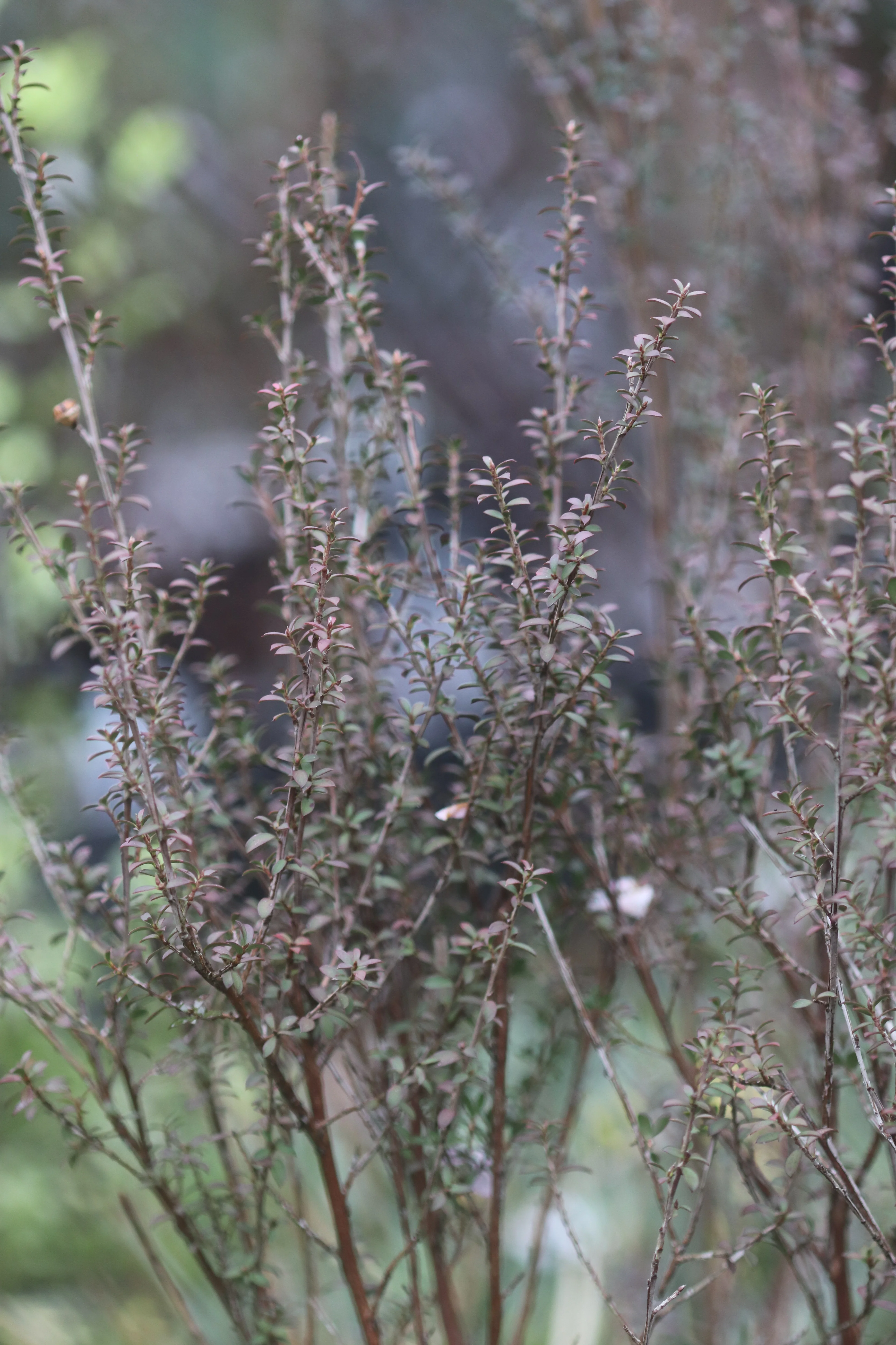*RETAIL - Leptospermum scoparium 'Washington Park Hardy' - Image 2
