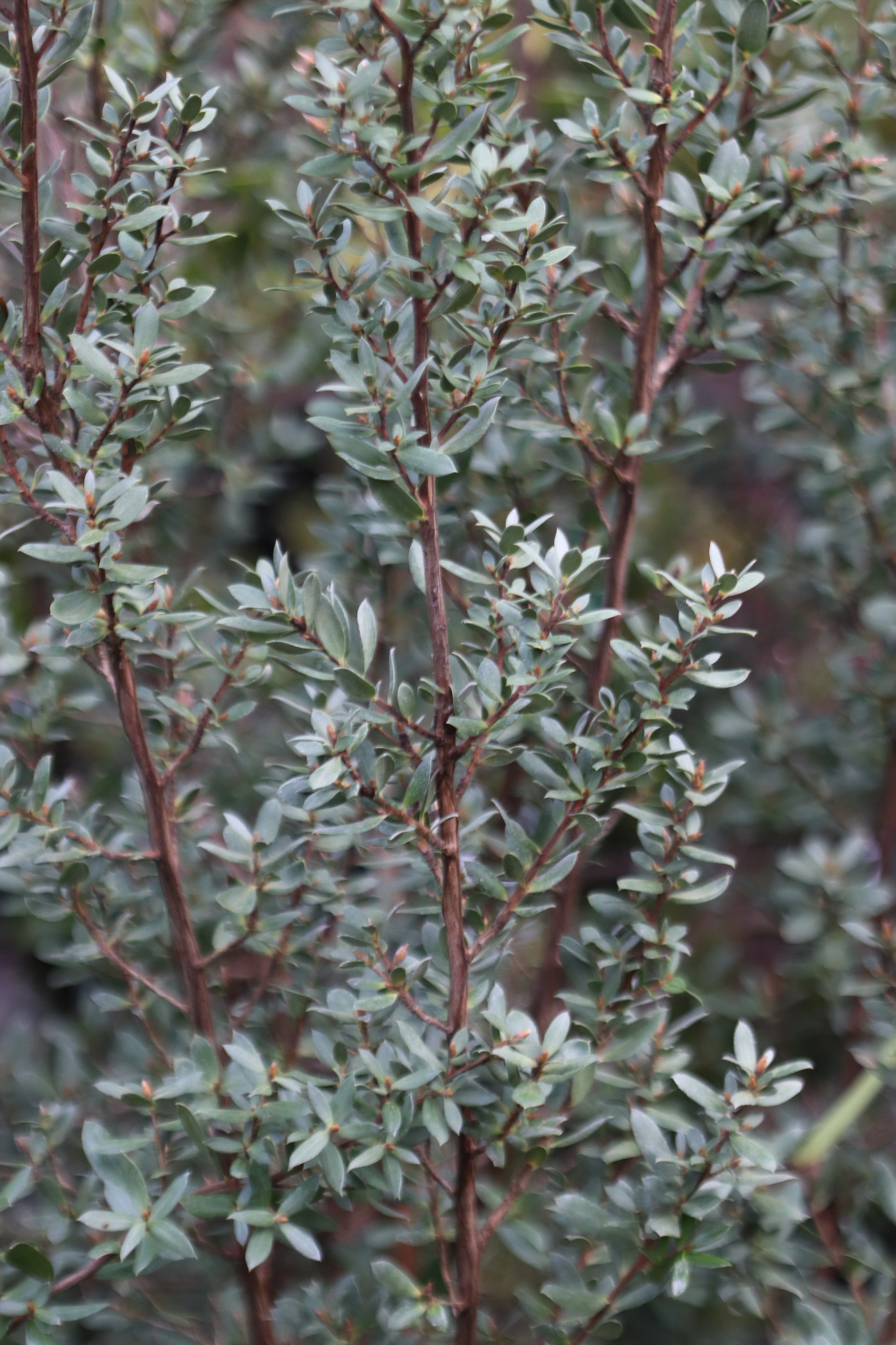*RETAIL - Leptospermum sp. [Mike Remmick] - Image 2