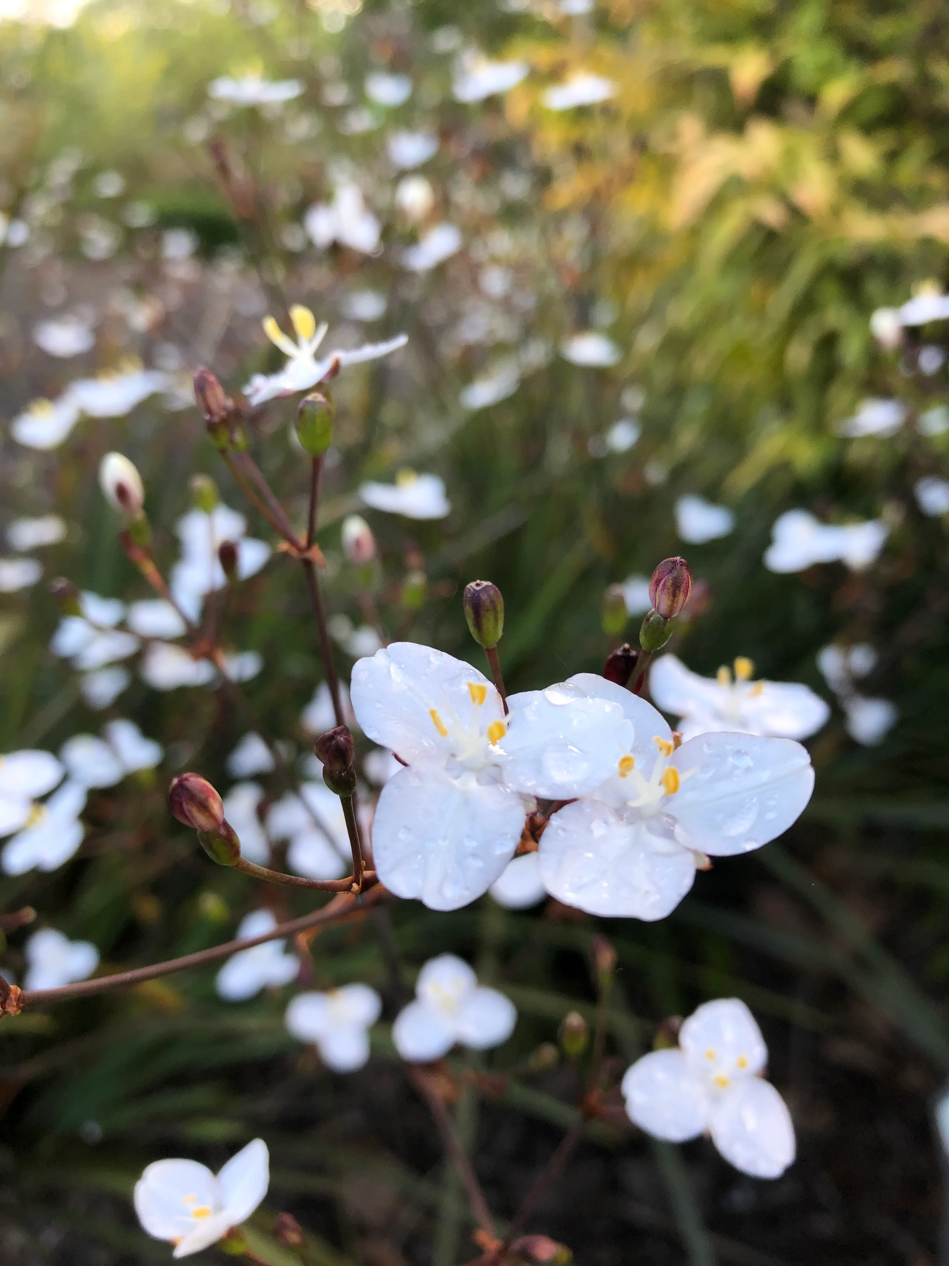 Libertia 'Amazing Grace' - Image 2