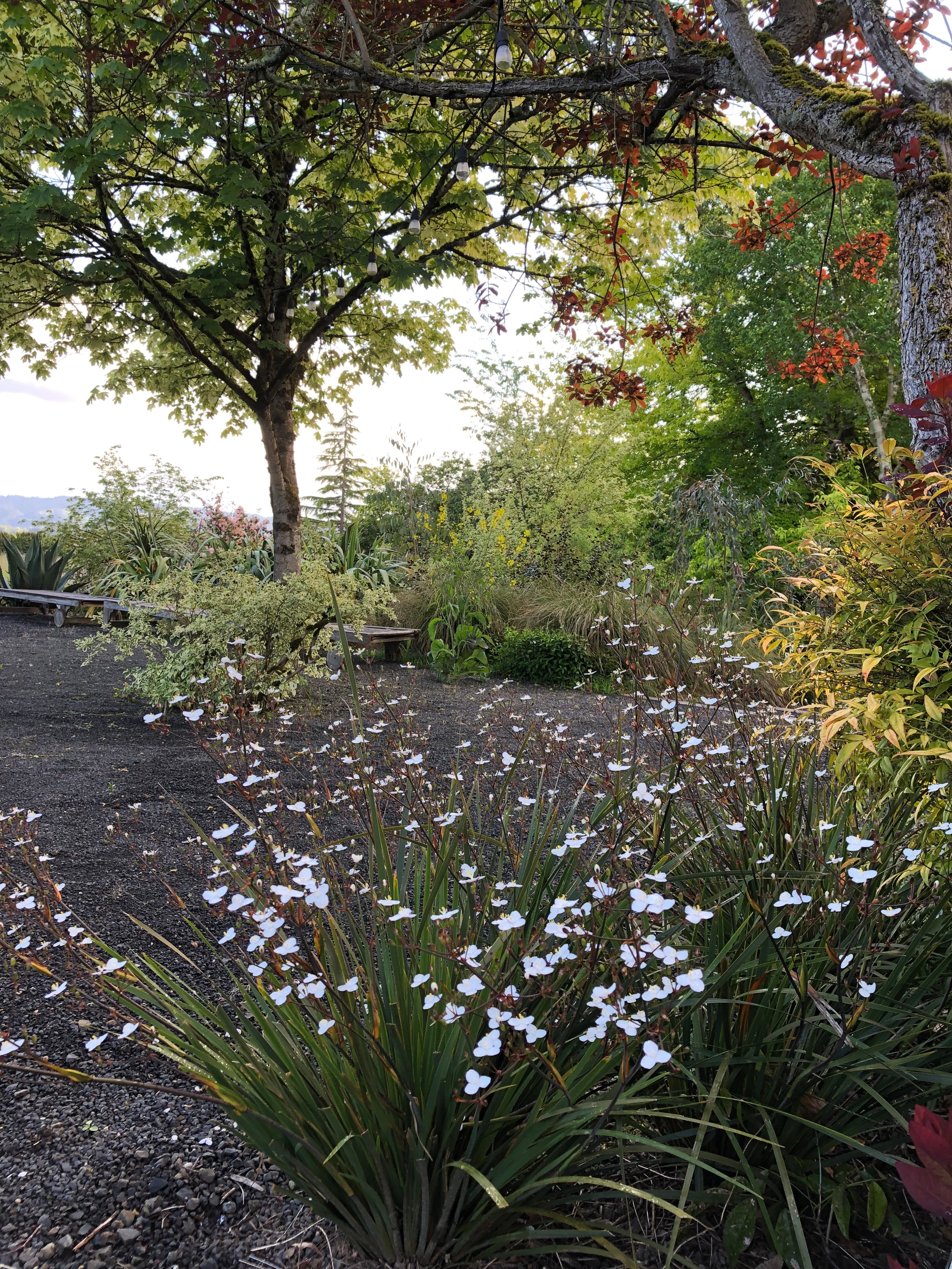 Libertia 'Amazing Grace' - Image 3