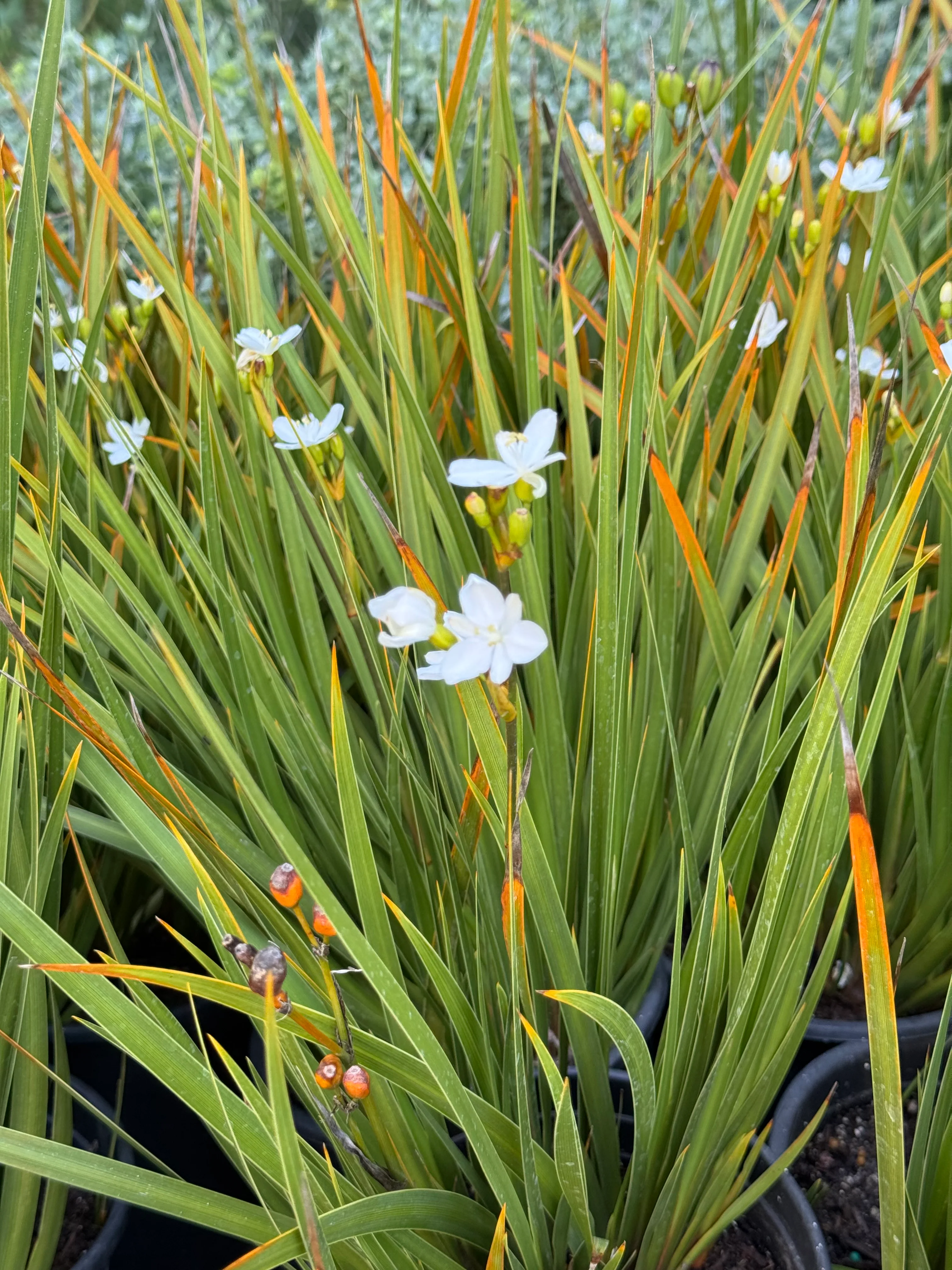 *RETAIL - Libertia ixioides