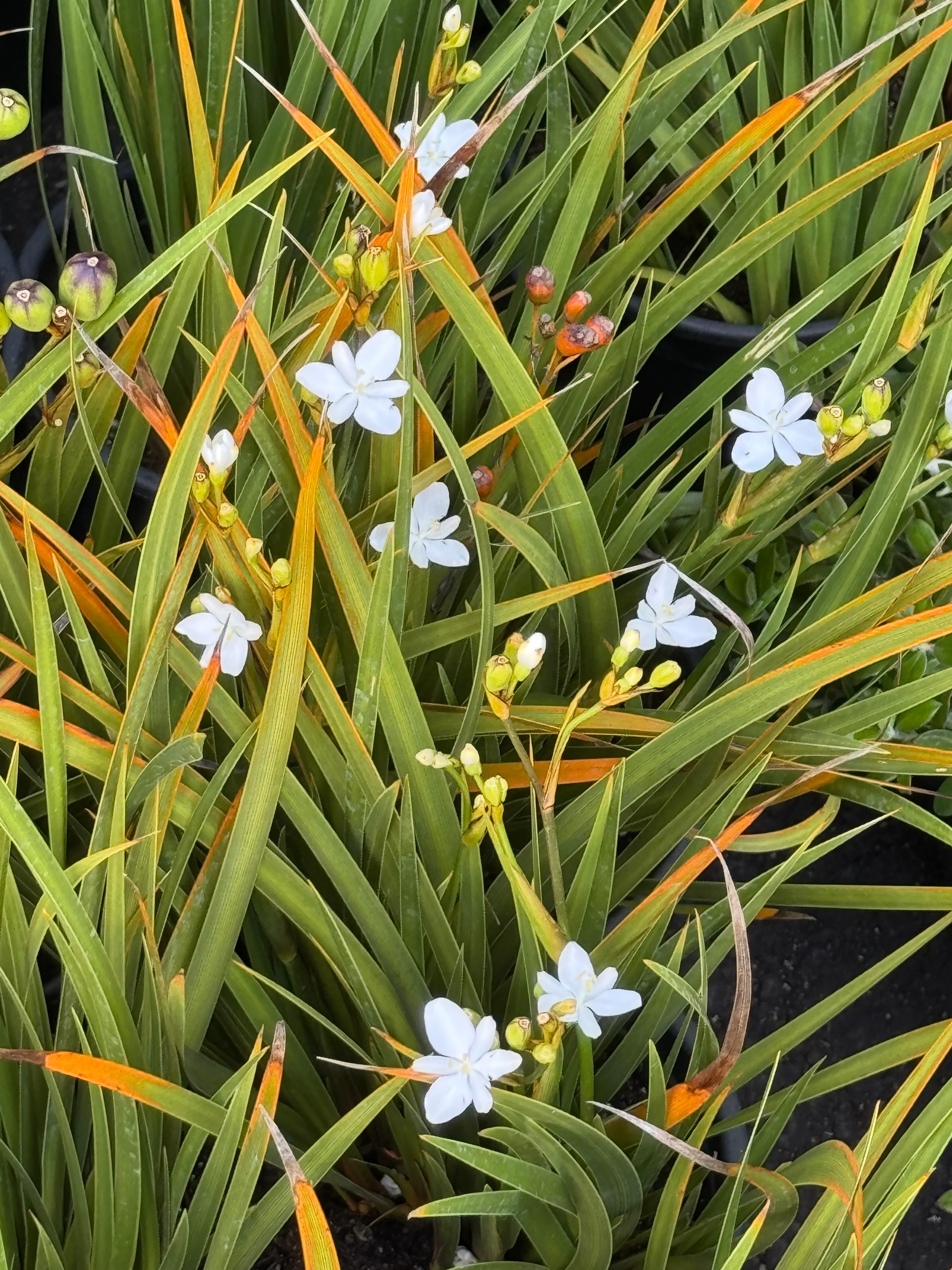 *RETAIL - Libertia ixioides - Image 2