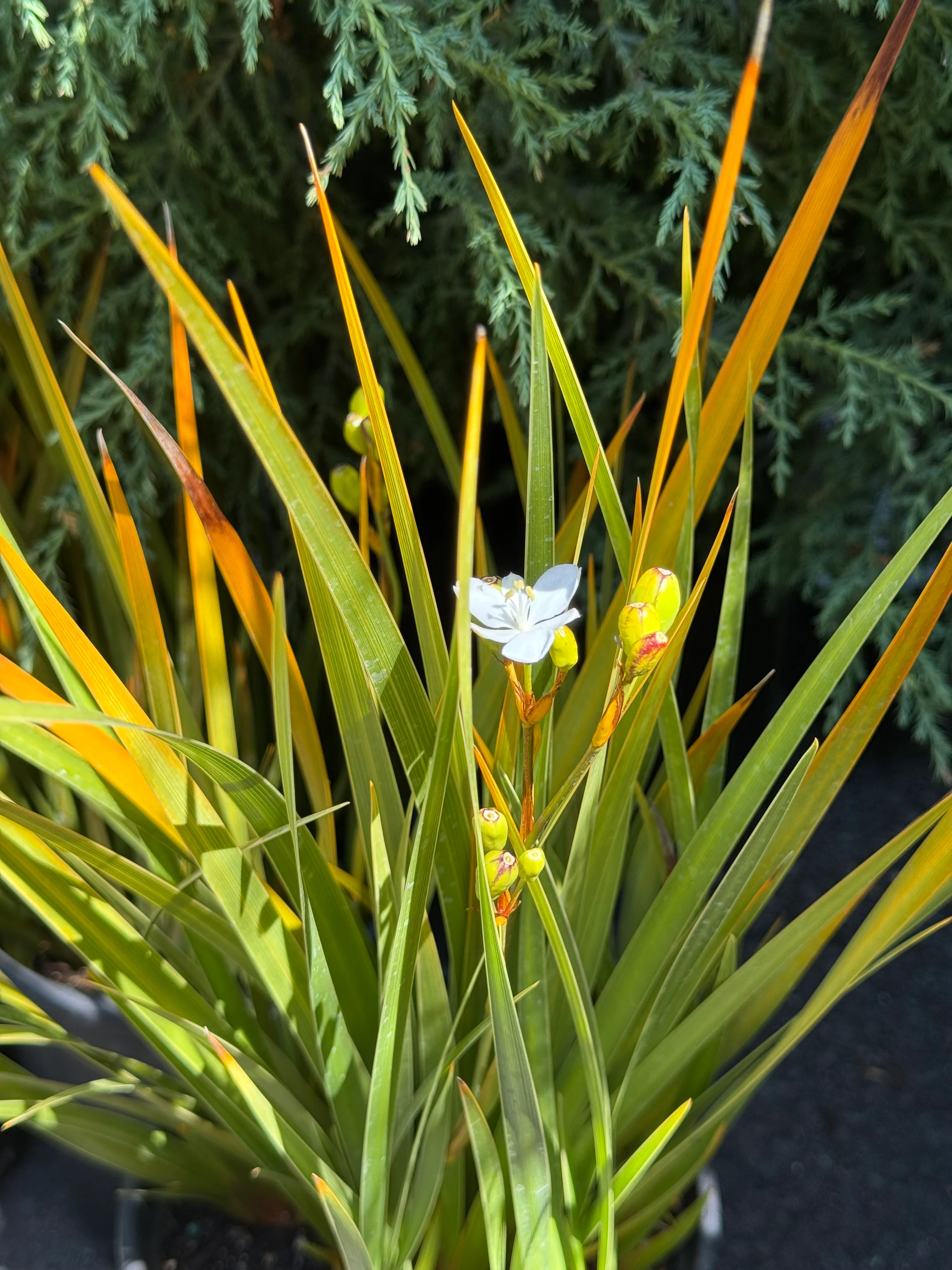 *RETAIL - Libertia ixioides - Image 3