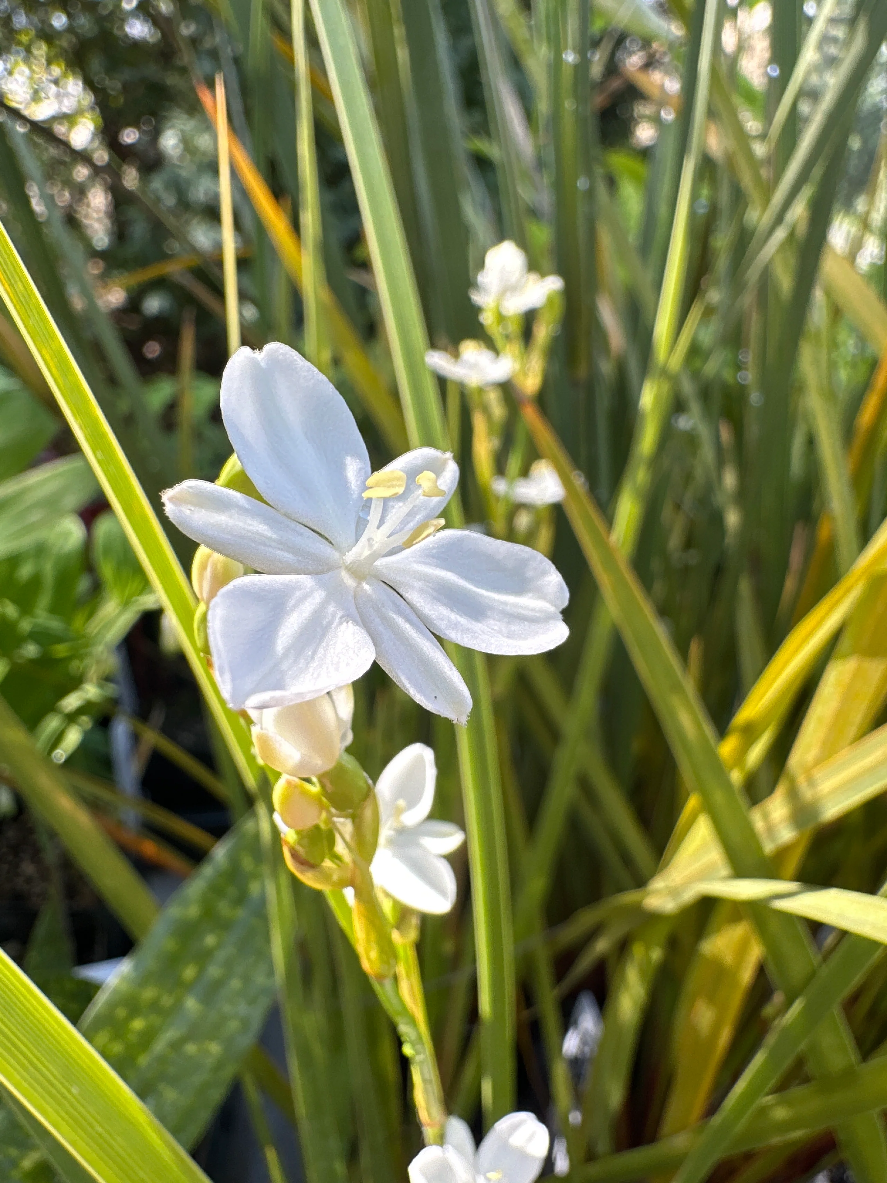 *RETAIL - Libertia cranwelliae