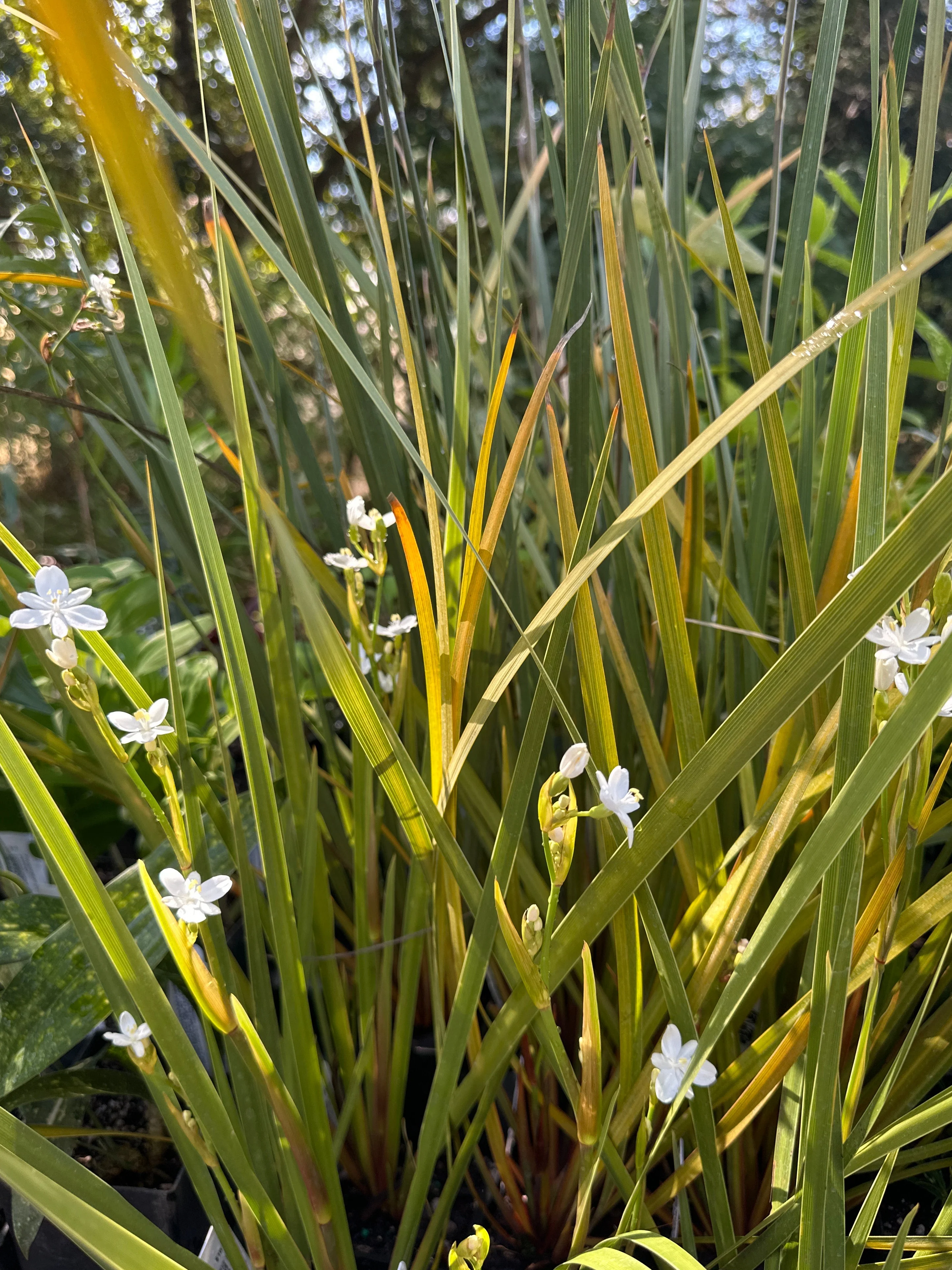 *RETAIL - Libertia cranwelliae - Image 2