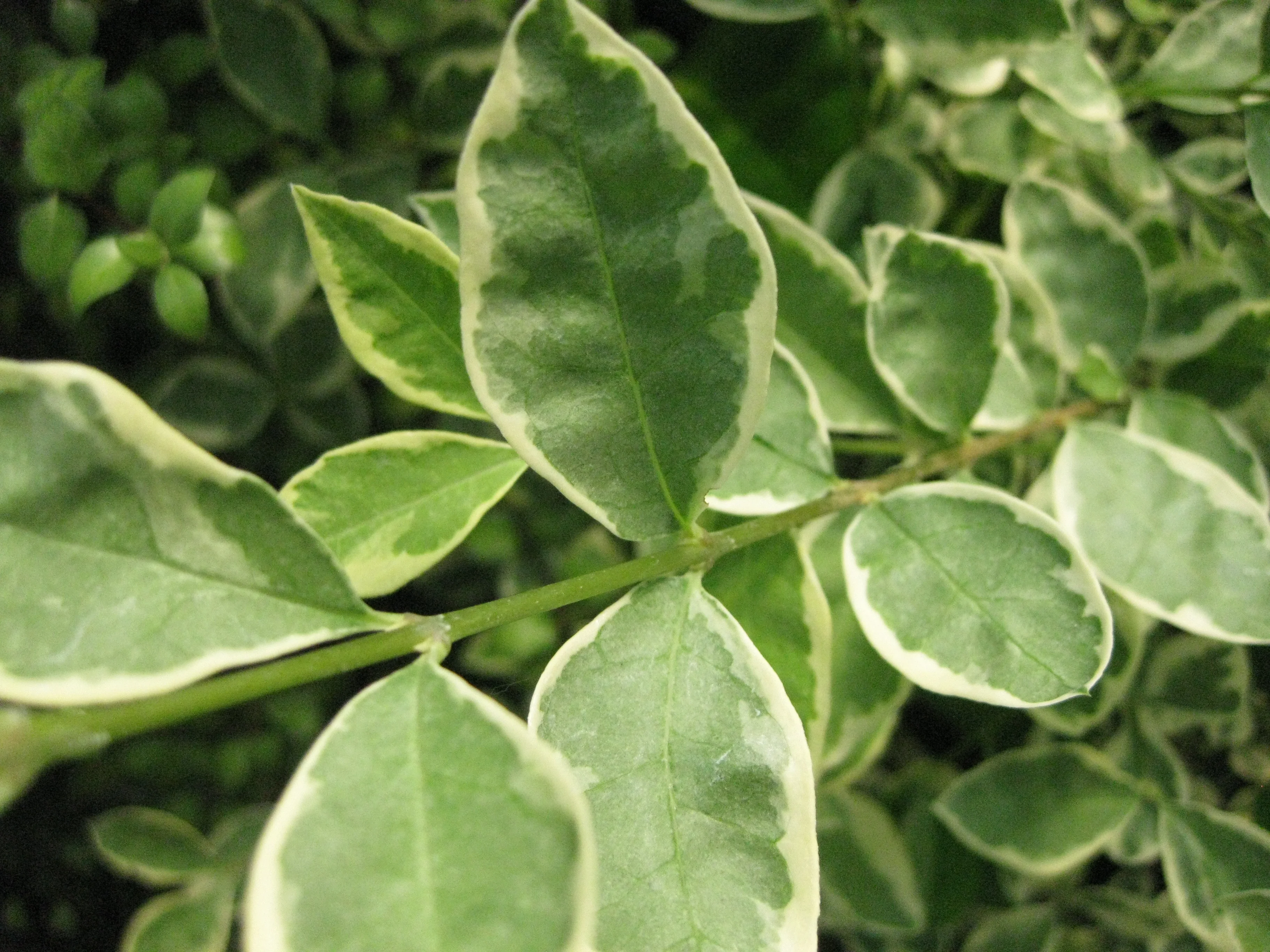 *RETAIL - Ligustrum lucidum 'Variegata' - Image 2