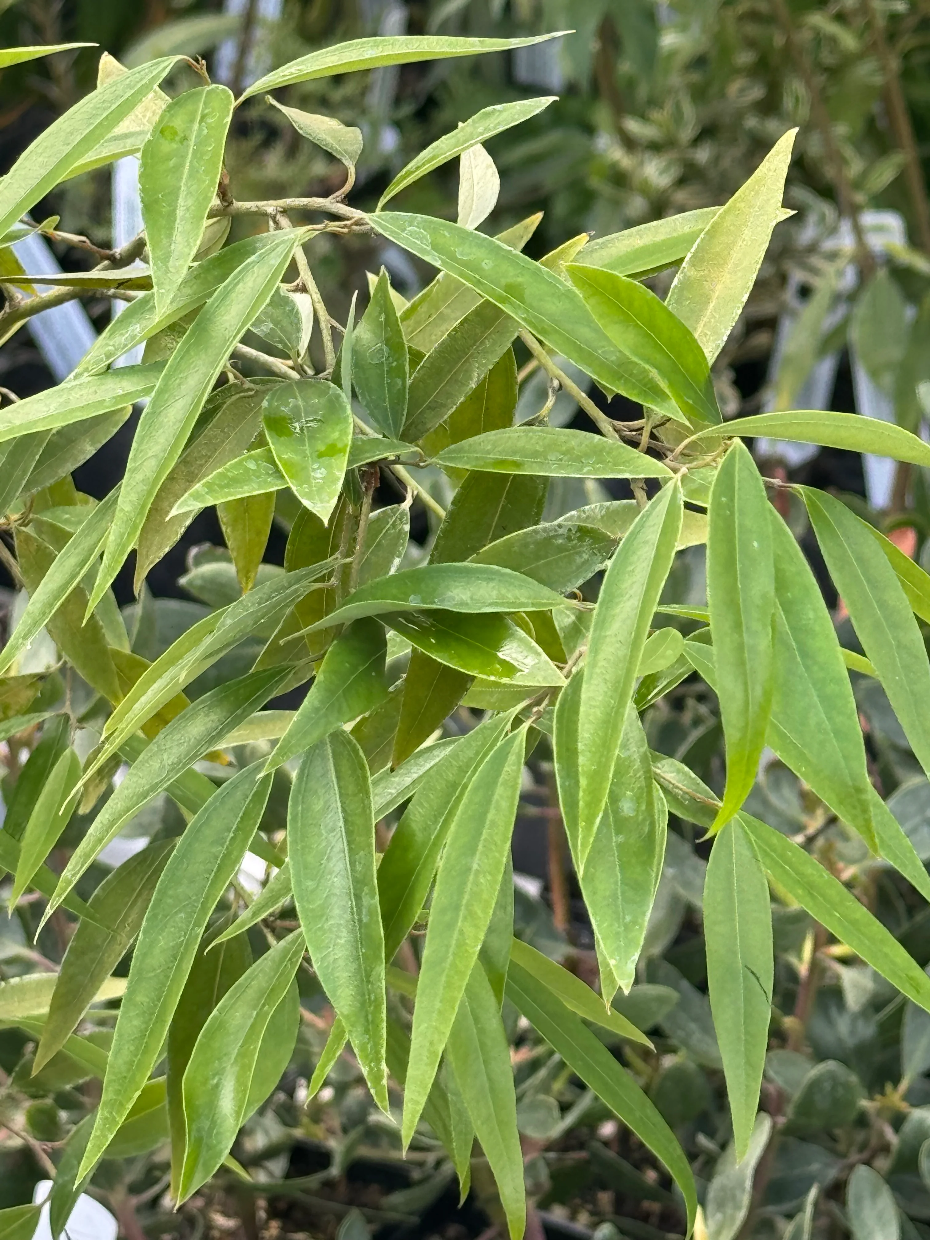 *RETAIL - Lindera fragrans - Image 2