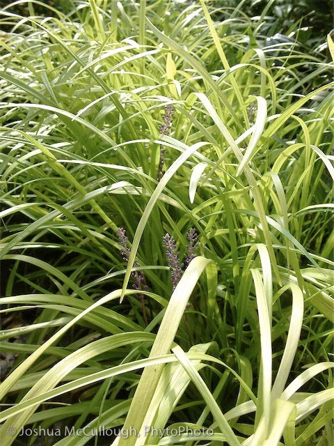 *RETAIL - Liriope muscari 'Peedee Ingot'