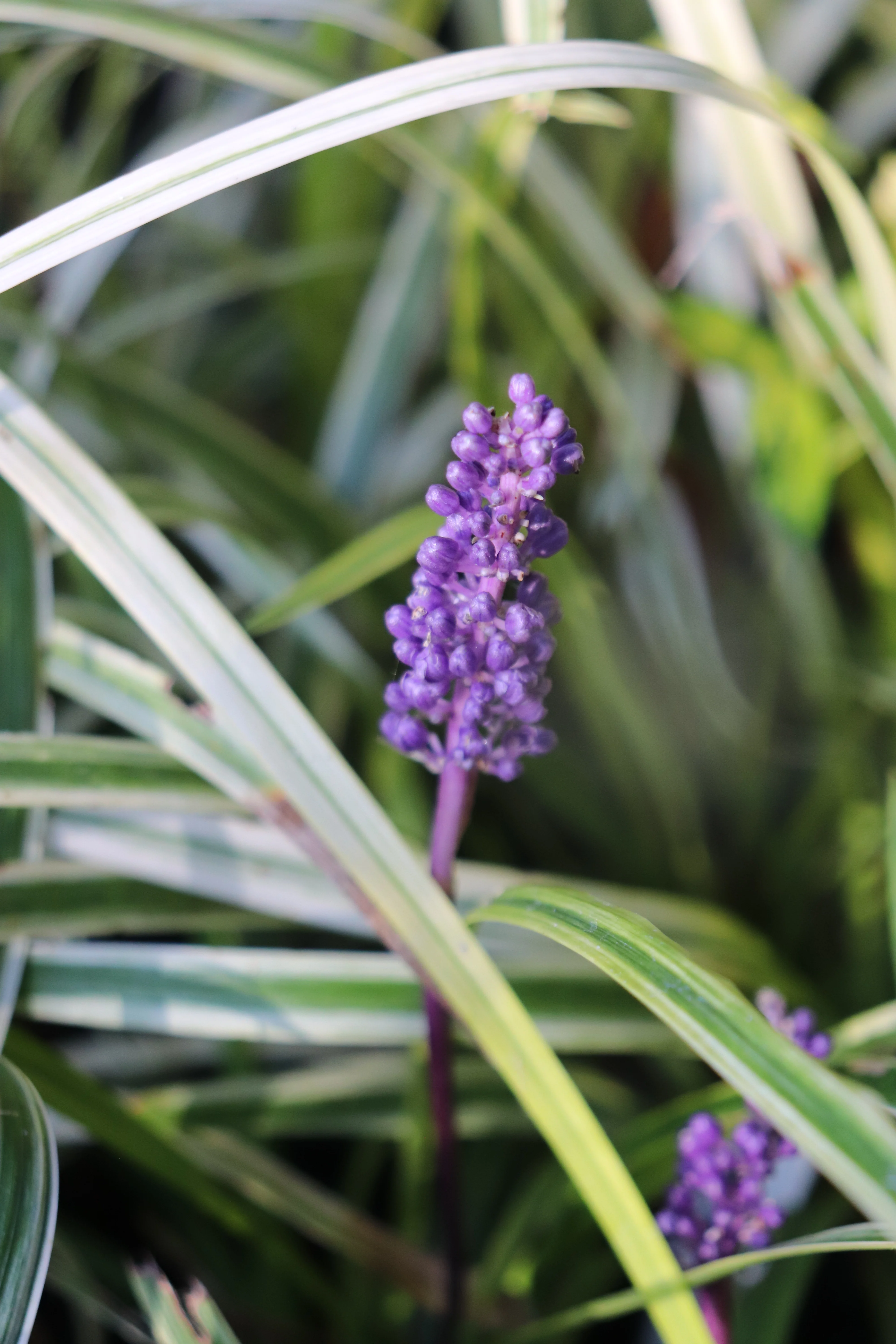 *RETAIL - Liriope muscari 'Silvery Sunproof' - Image 2