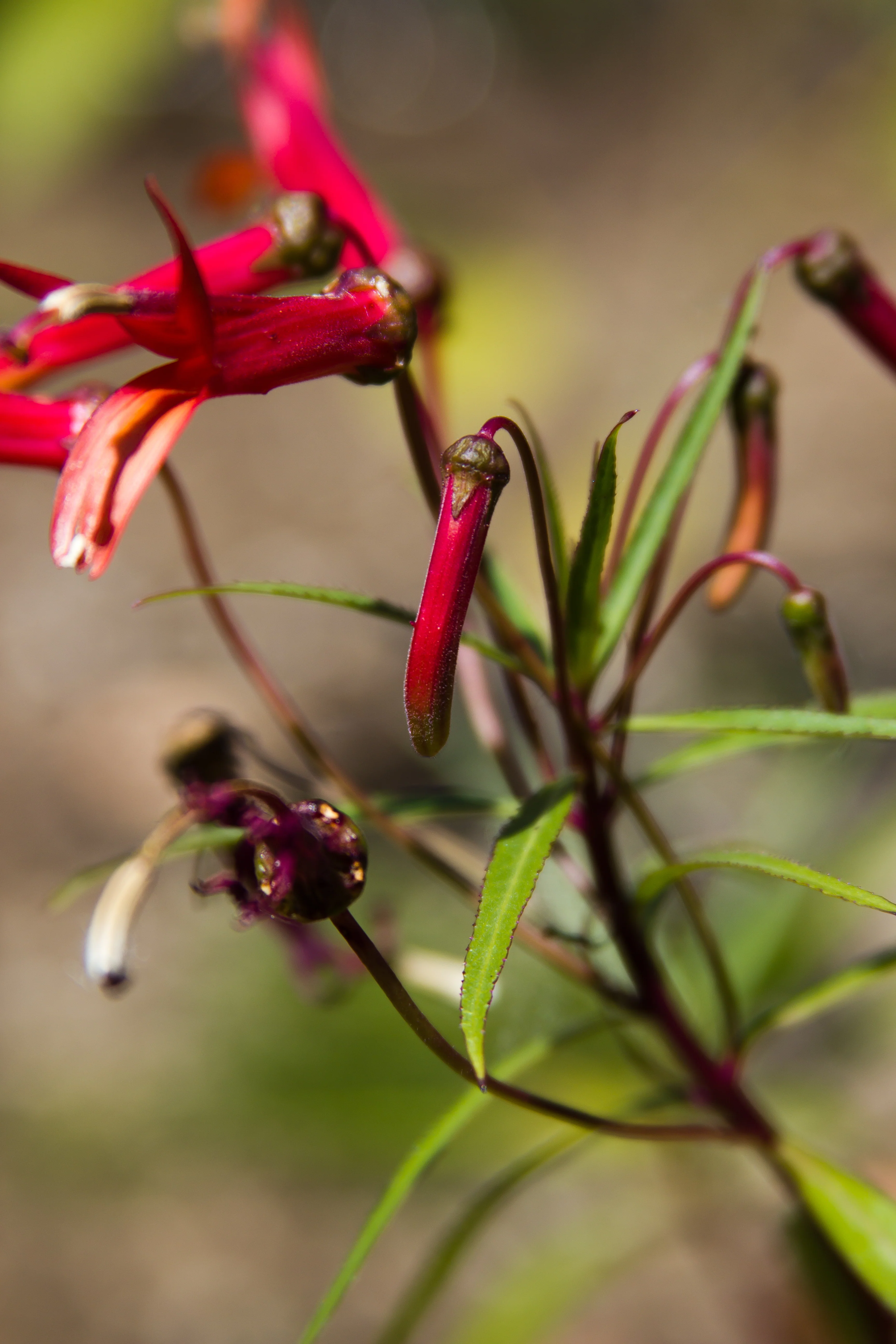 *RETAIL - Lobelia laxiflora - Image 2