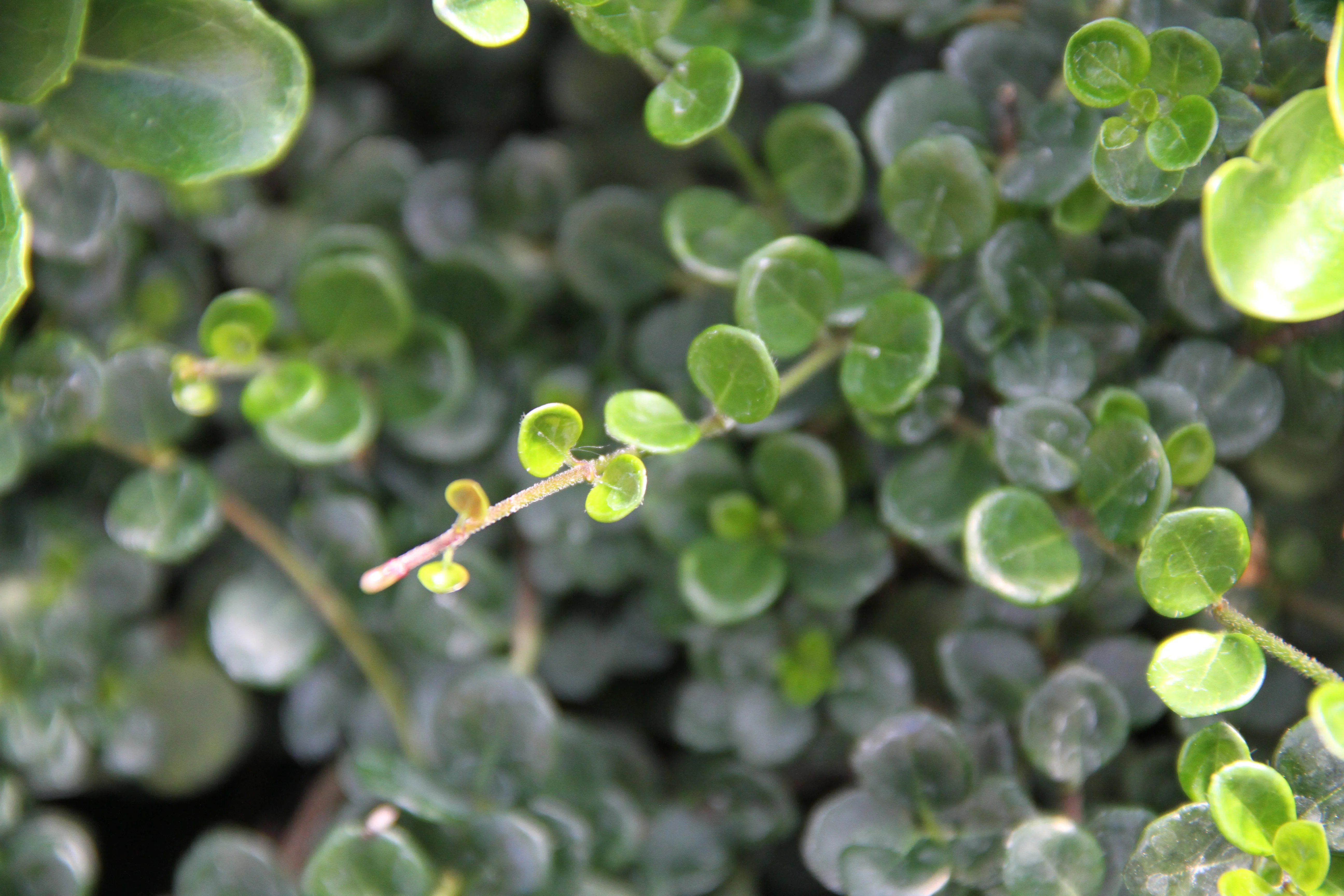 *RETAIL - Lonicera crassifolia - Image 2