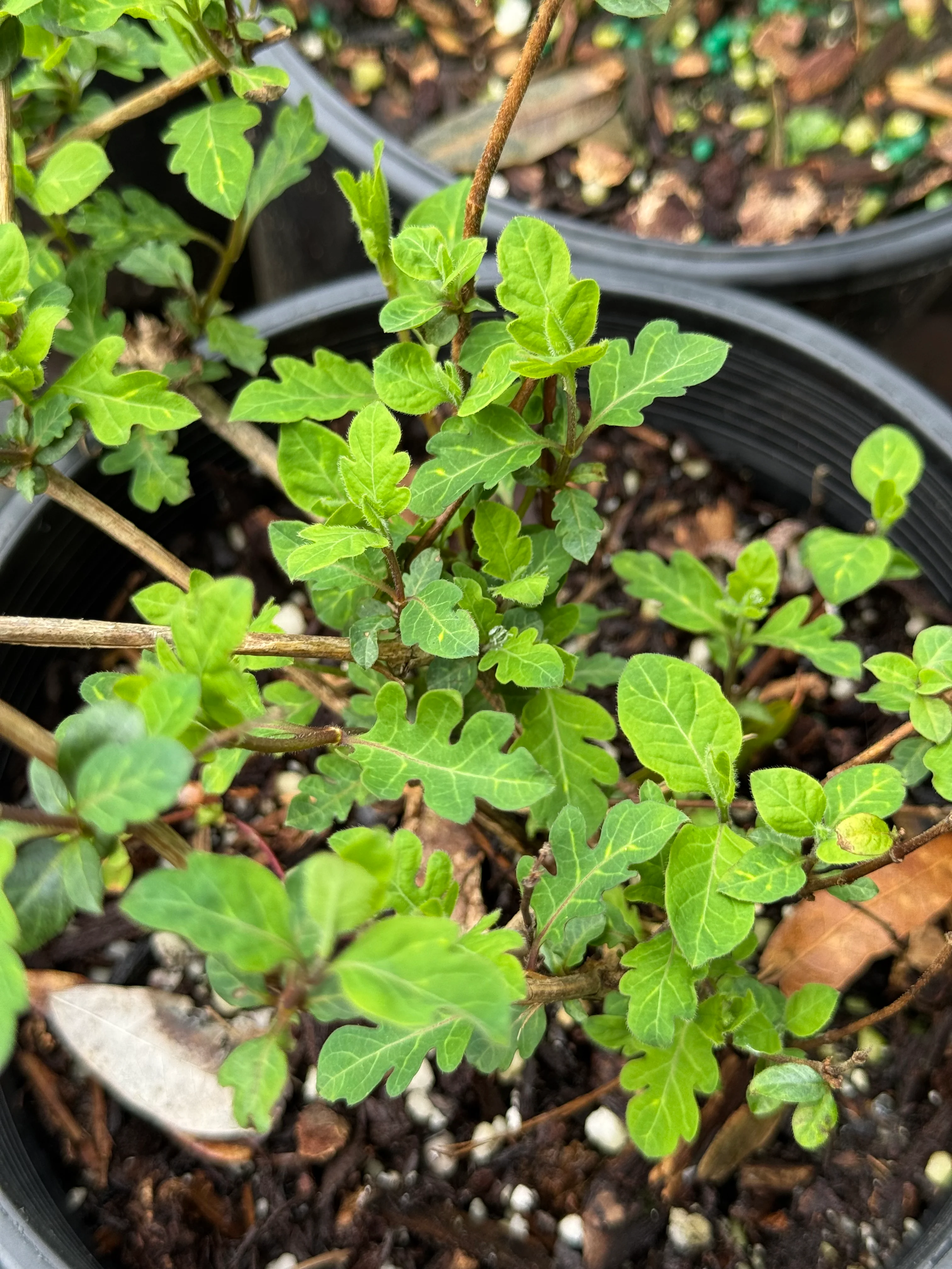 *RETAIL - Lonicera japonica 'Aureoreticulata' - Image 2