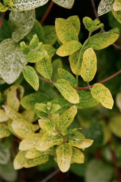 *RETAIL - Lonicera japonica 'Aureoreticulata' - Image 3