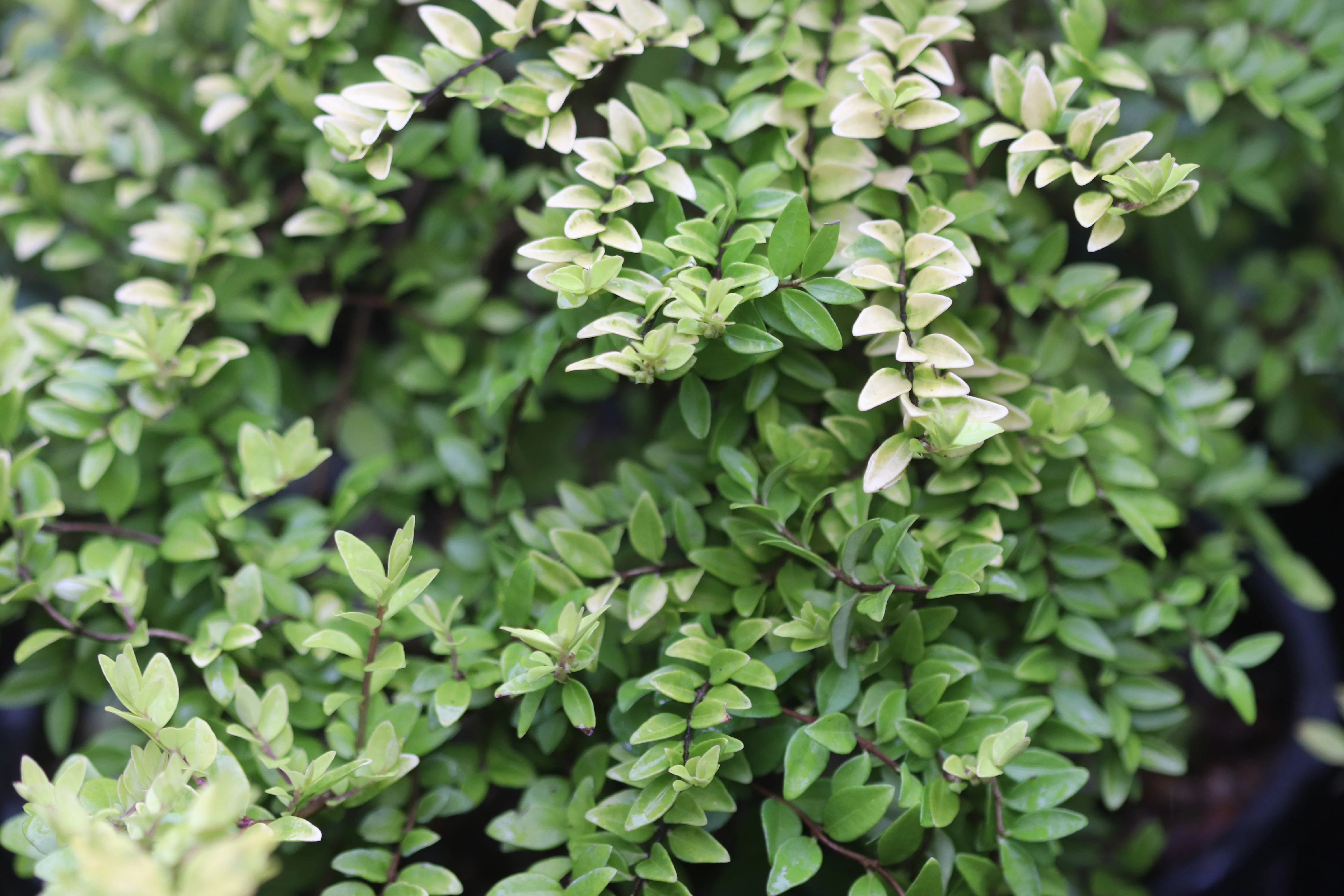 *RETAIL - Lonicera nitida 'All Gold Sport' - Image 2