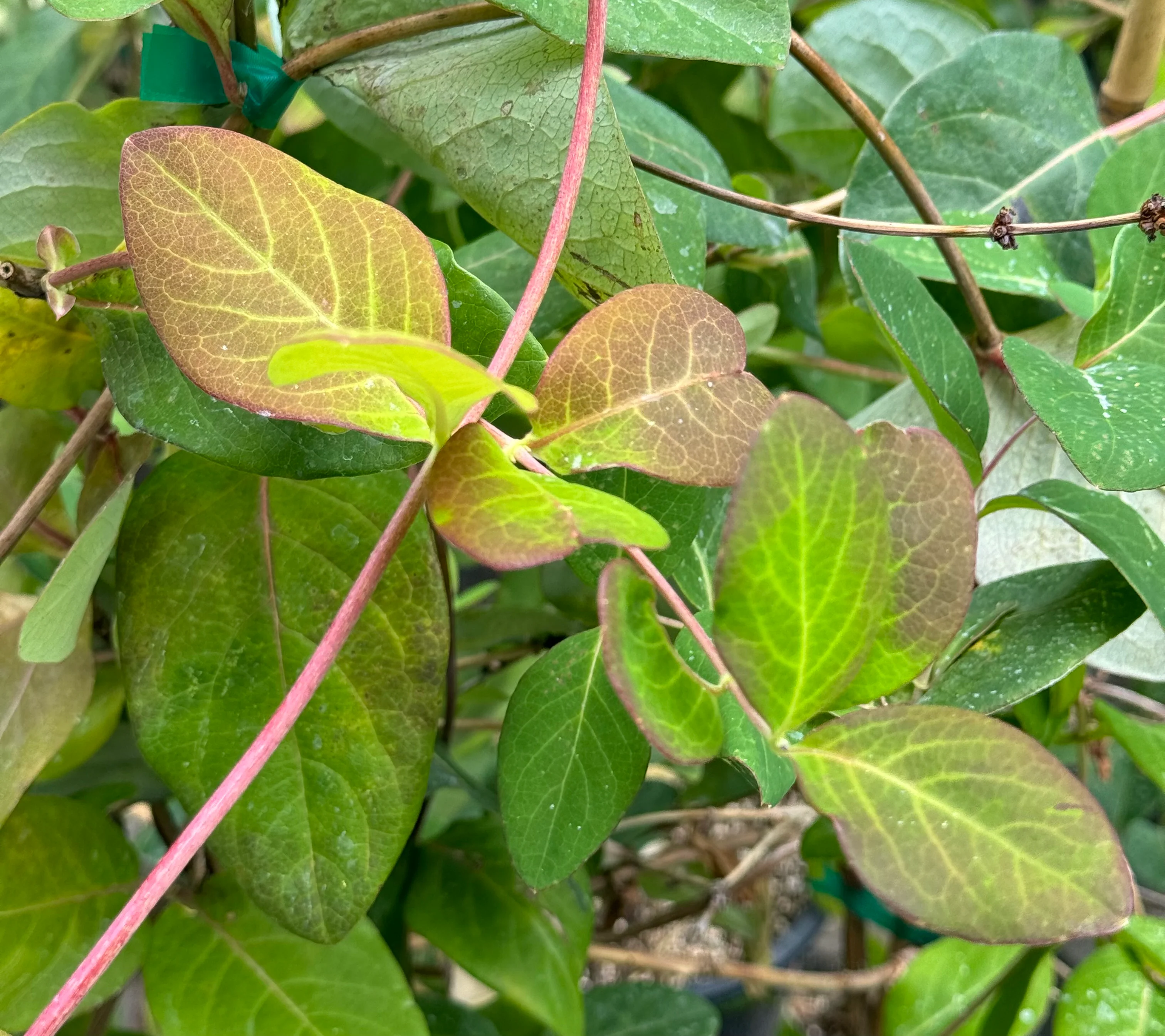 *RETAIL - Lonicera tragophylla - Image 2