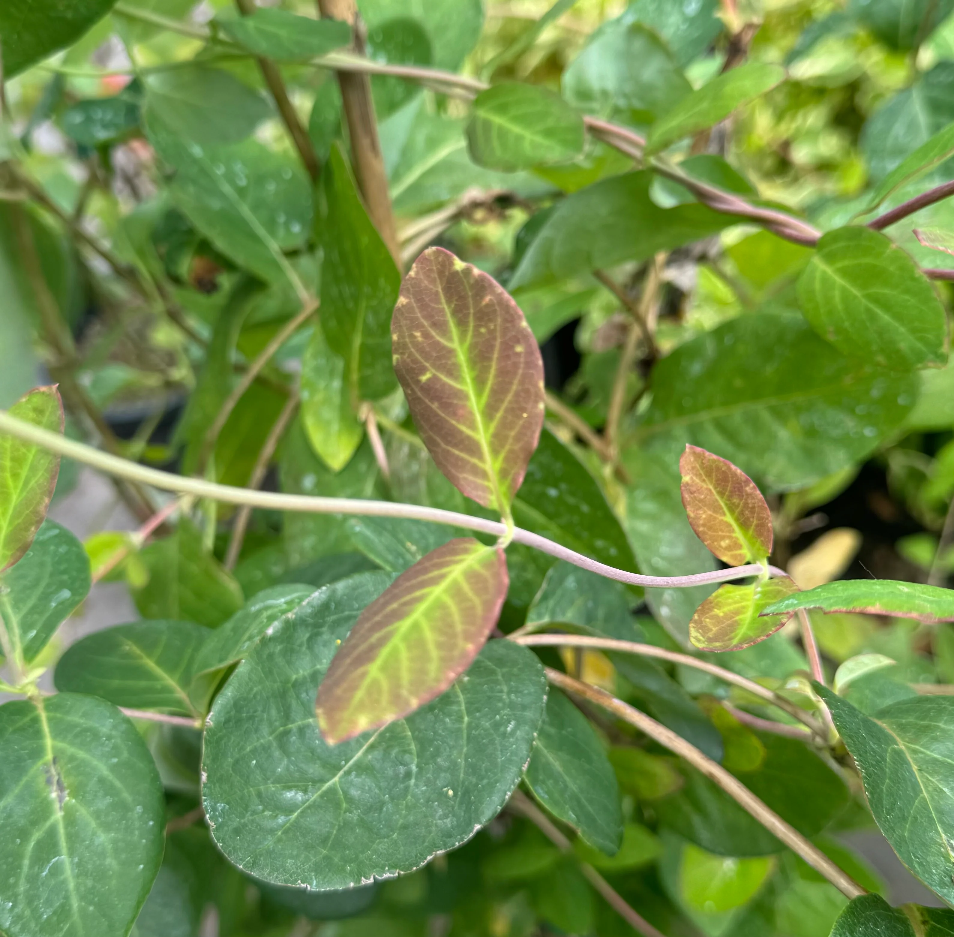 *RETAIL - Lonicera tragophylla - Image 3