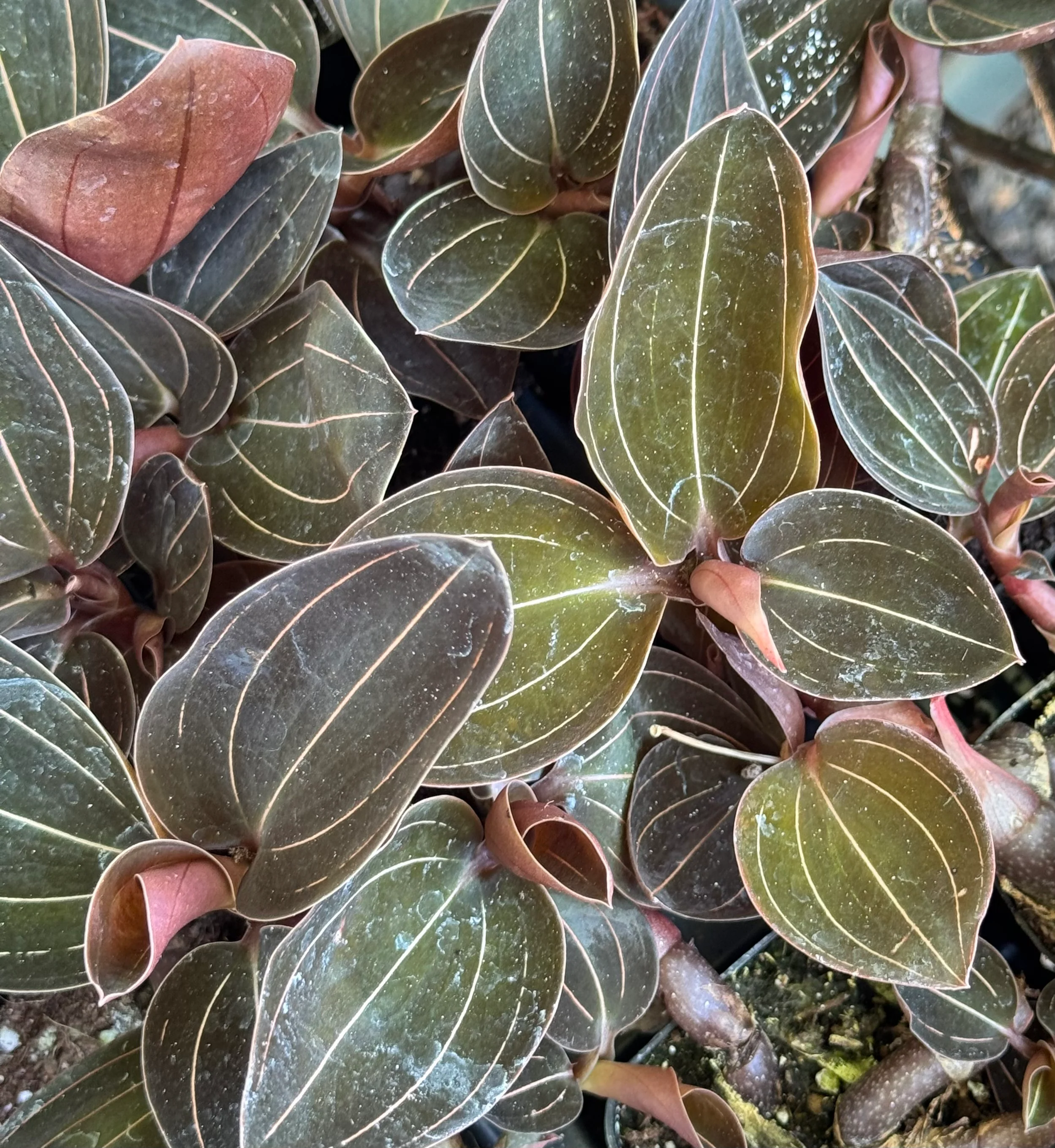 *RETAIL - Ludochilus x 'Sea Turtle'