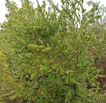 *RETAIL - Luma apiculata - Image 2