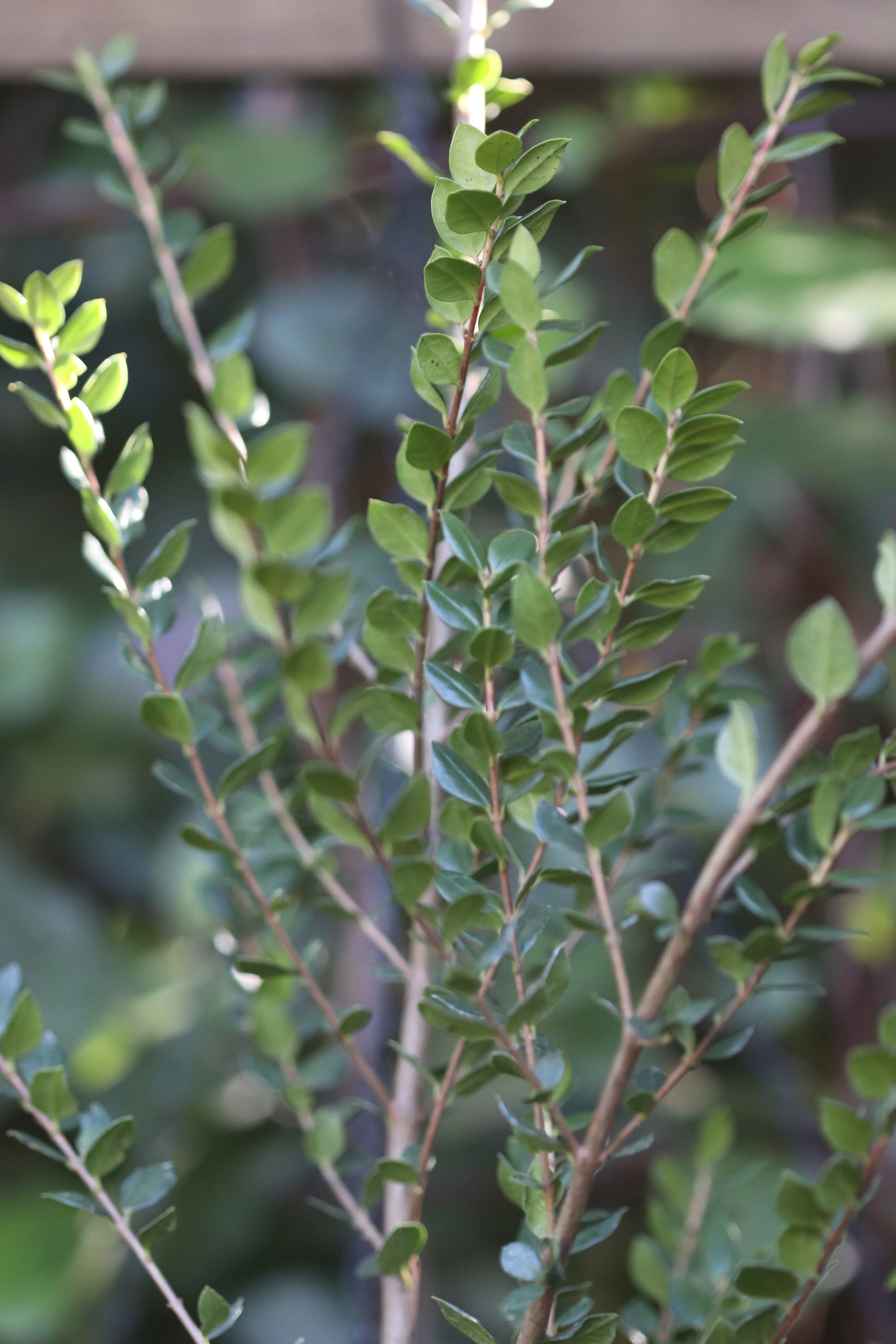*RETAIL - Luma apiculata 'Nahuel Huapi' - Image 2